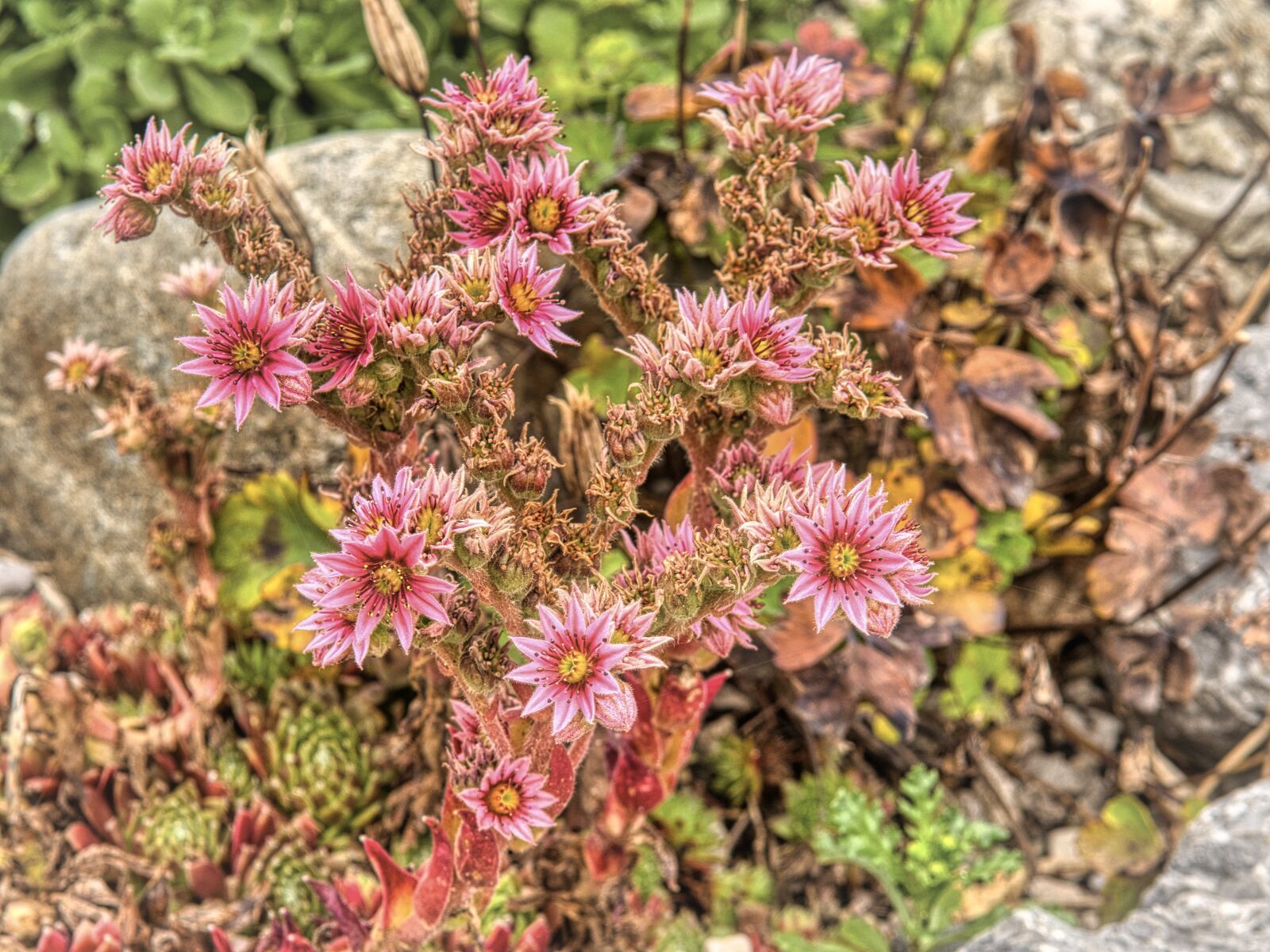 Nikon D7500 sample photo. Flowers, bloom, petals photography