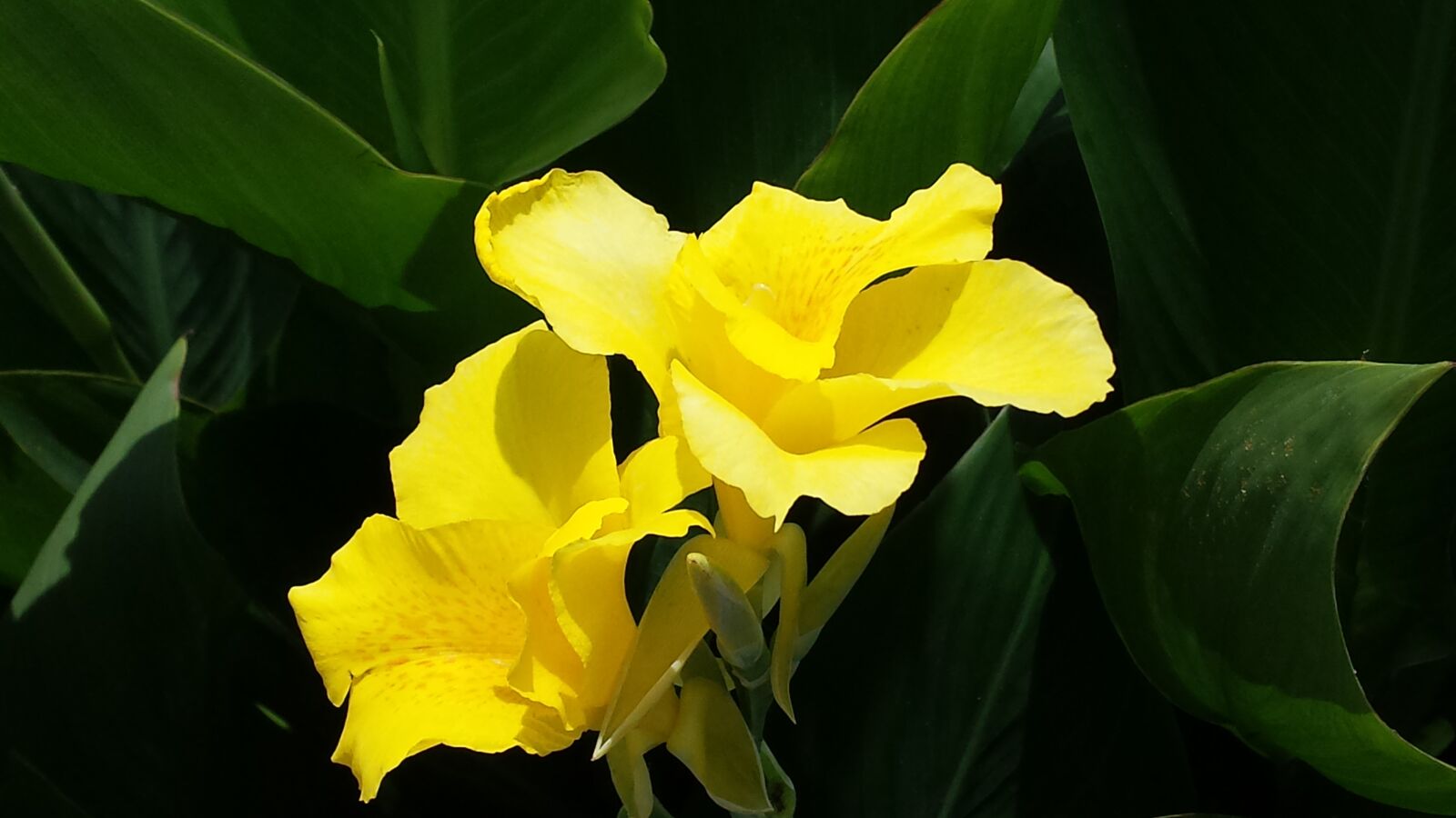Samsung Galaxy S4 sample photo. Flowers, yellow, green photography
