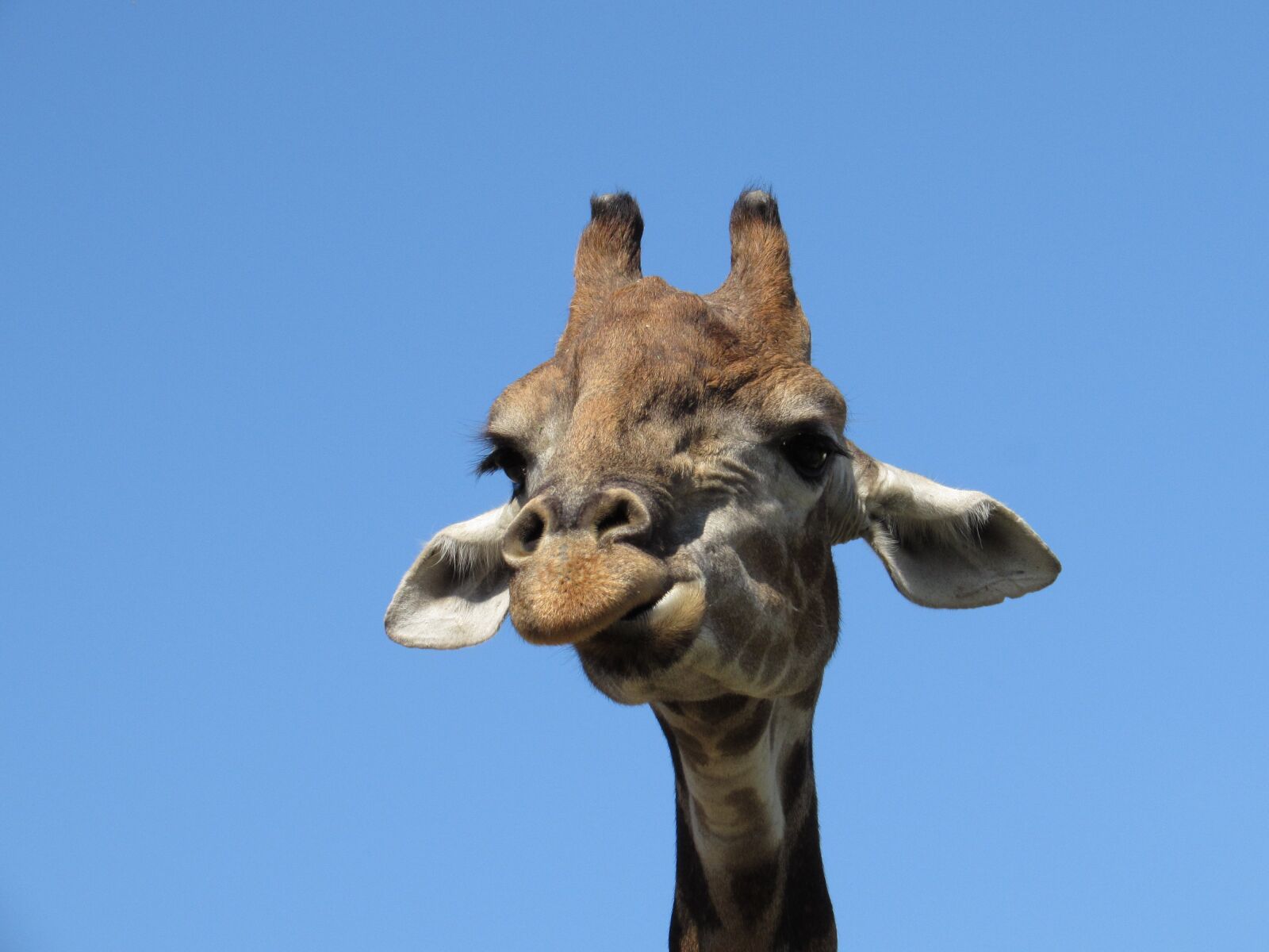 Canon PowerShot SX510 HS sample photo. Giraffe, animal, animals photography