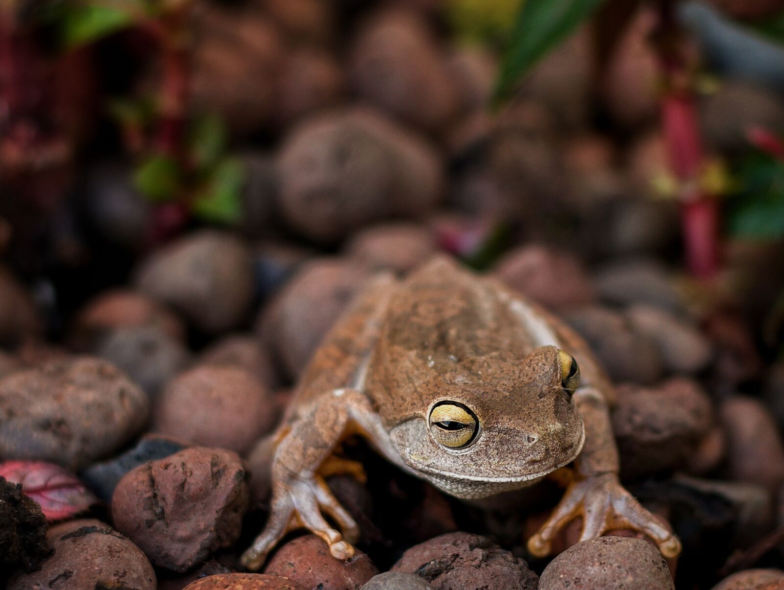 Nikon D5600 sample photo. Animal, frog, nature photography
