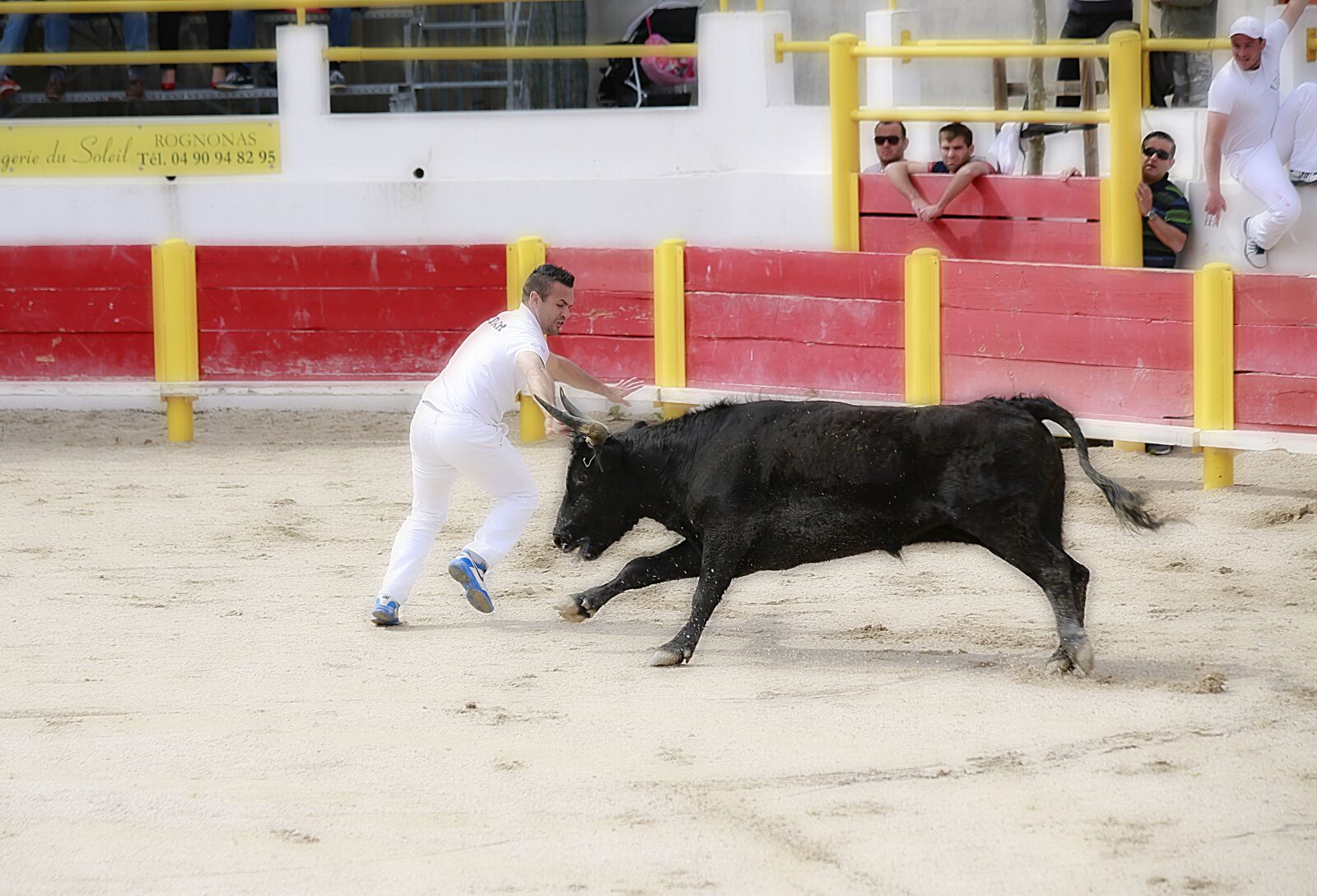 Canon EOS 5D Mark III sample photo. Cattle, cowhide, bull photography