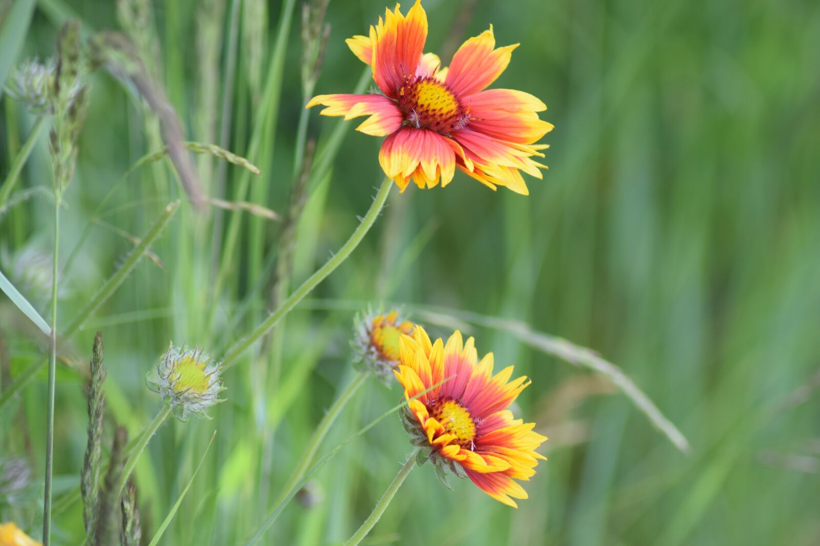 Nikon D3300 sample photo. Flower, summer, konkardenblume photography