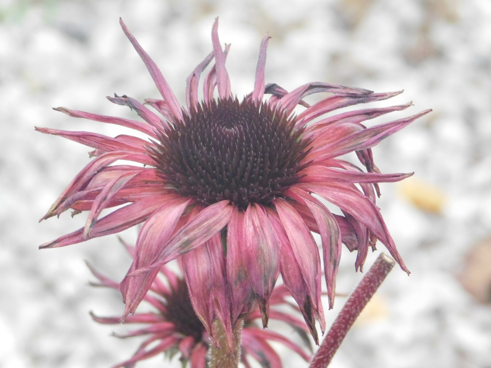Nikon Coolpix B500 sample photo. Flower, pink, flora photography
