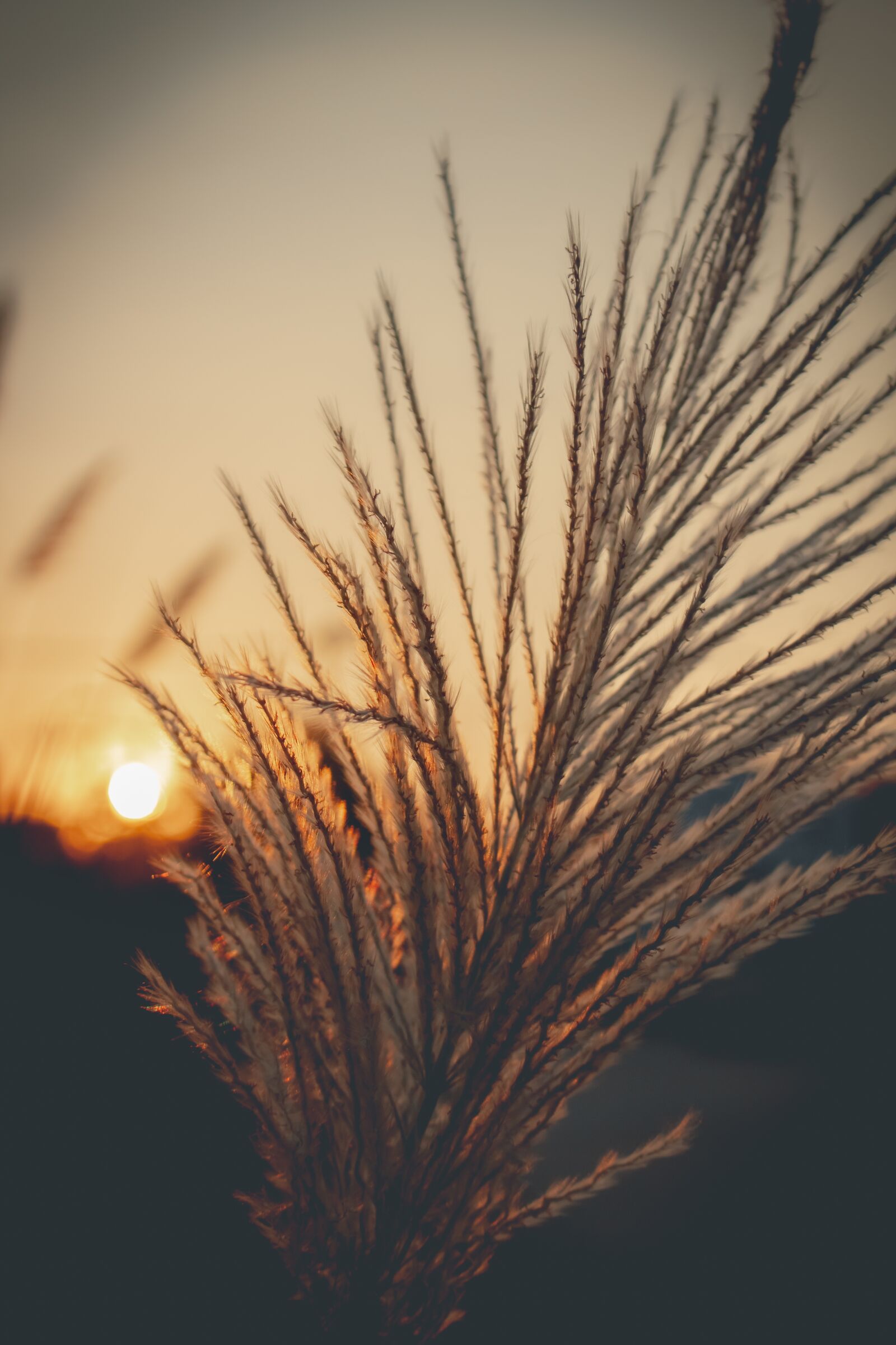 Canon EOS 700D (EOS Rebel T5i / EOS Kiss X7i) sample photo. Sky, west, grass photography
