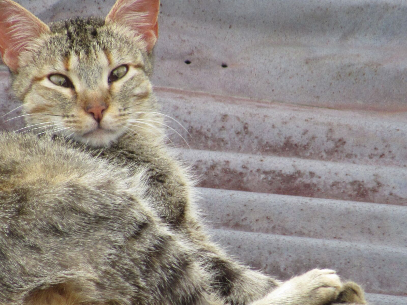 Canon PowerShot SX530 HS sample photo. Look, cat, whiskers photography