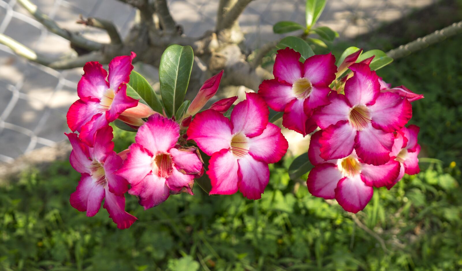 Sony Alpha NEX-F3 + Sony E 18-55mm F3.5-5.6 OSS sample photo. Porcelain flowers, bunches of photography