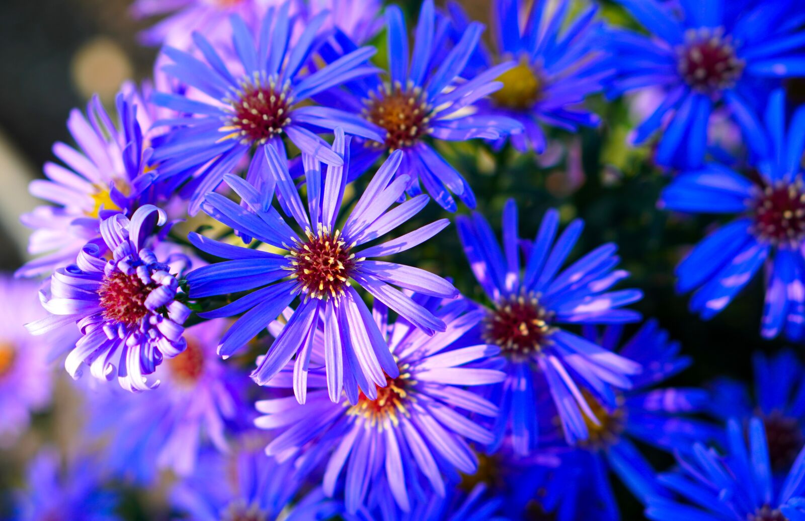 Sony a6400 sample photo. "Flowers, asters, garden" photography