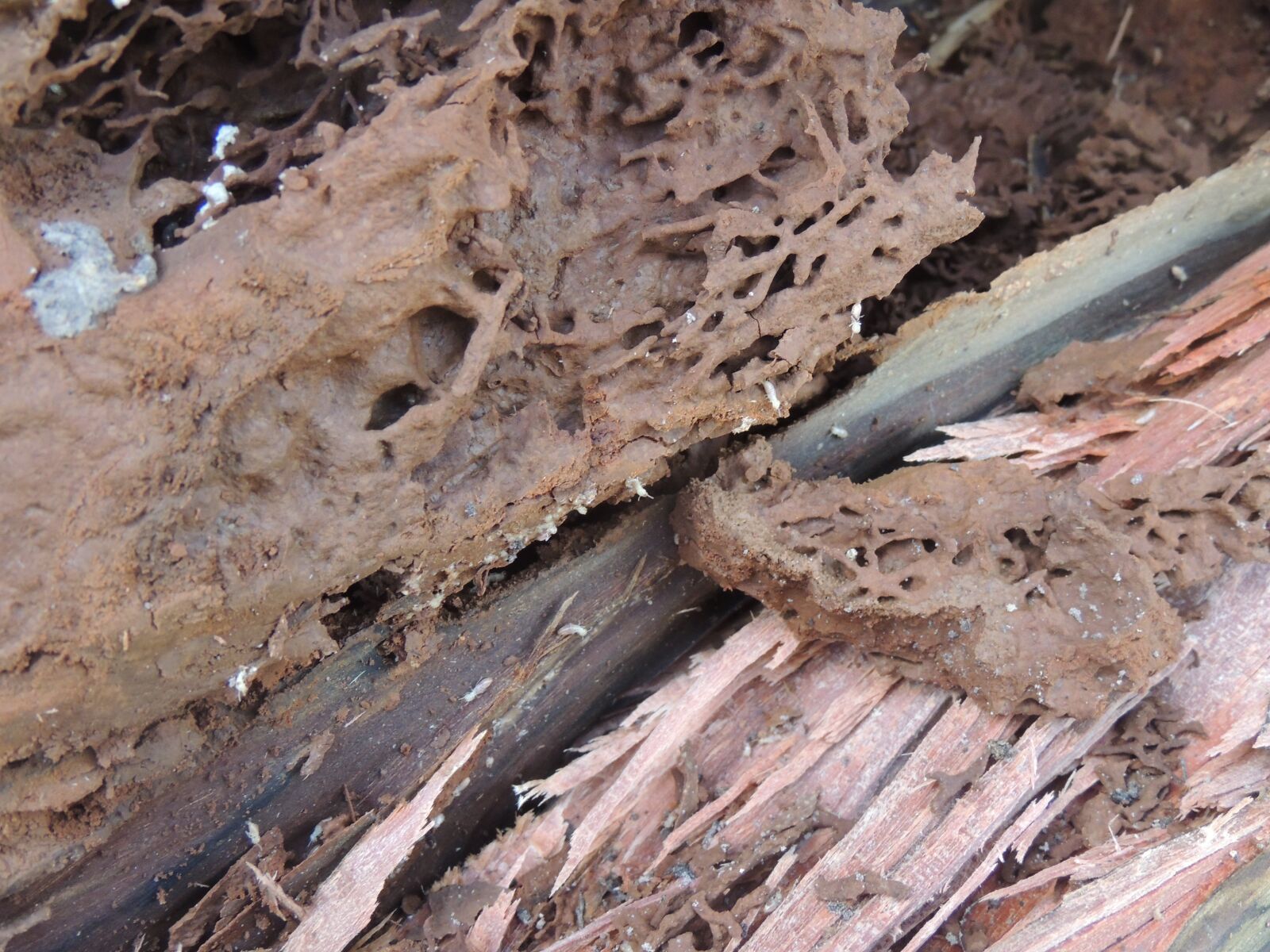 Nikon Coolpix P510 sample photo. Nature, termites, wood photography