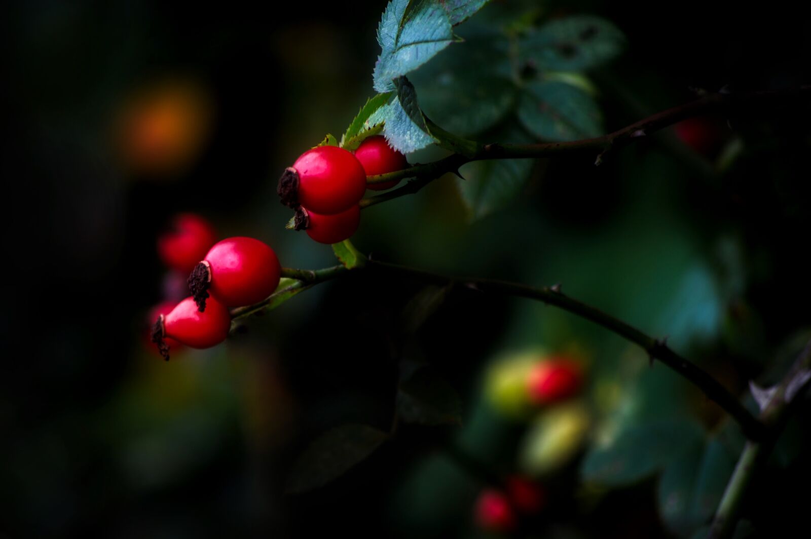 Nikon D3200 sample photo. Berries, leaf, nature photography
