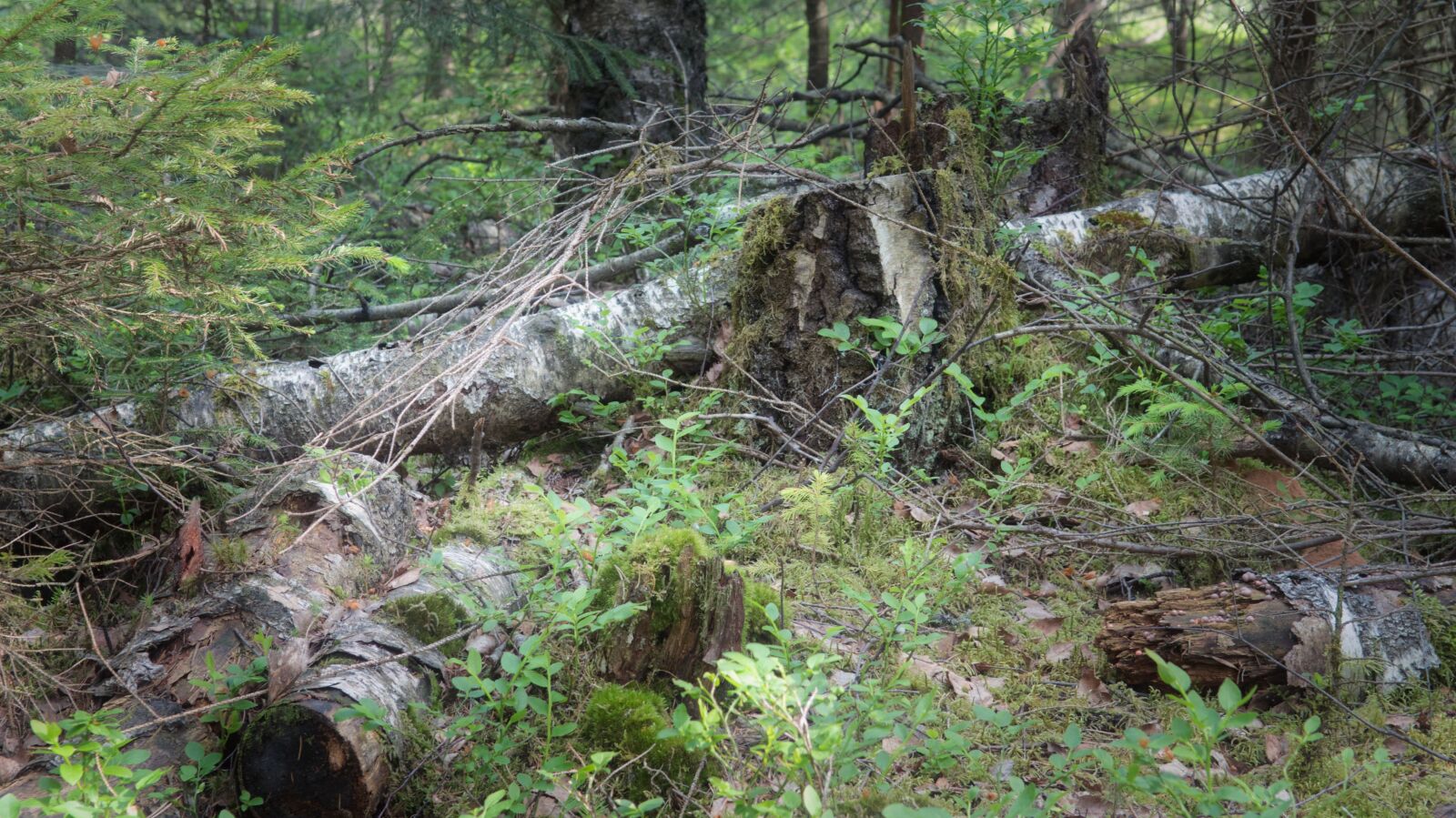 Nikon D7500 sample photo. Break up, transience, forest photography