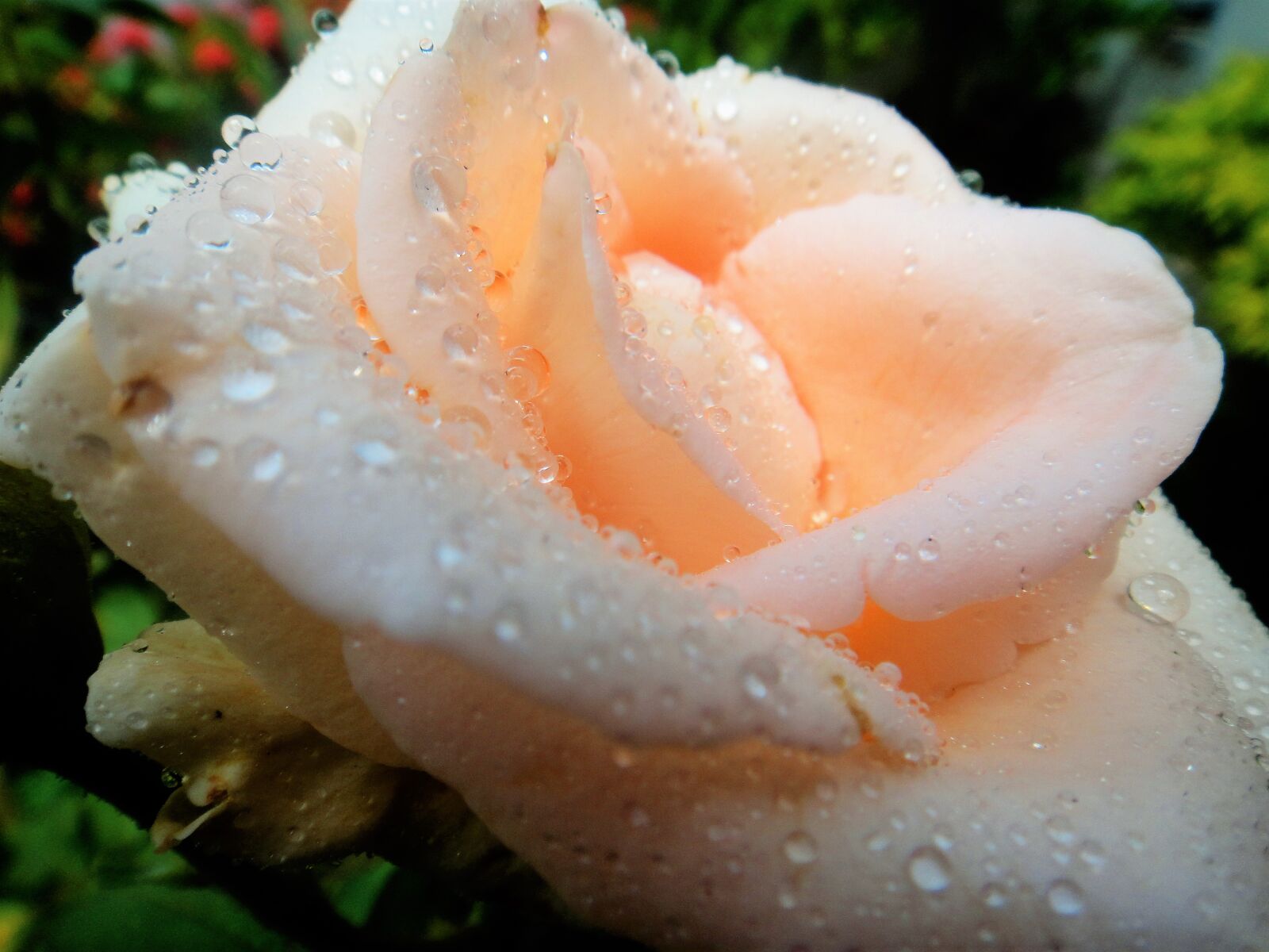 Sony DSC-T99 sample photo. Raindrops, flor, rosa photography