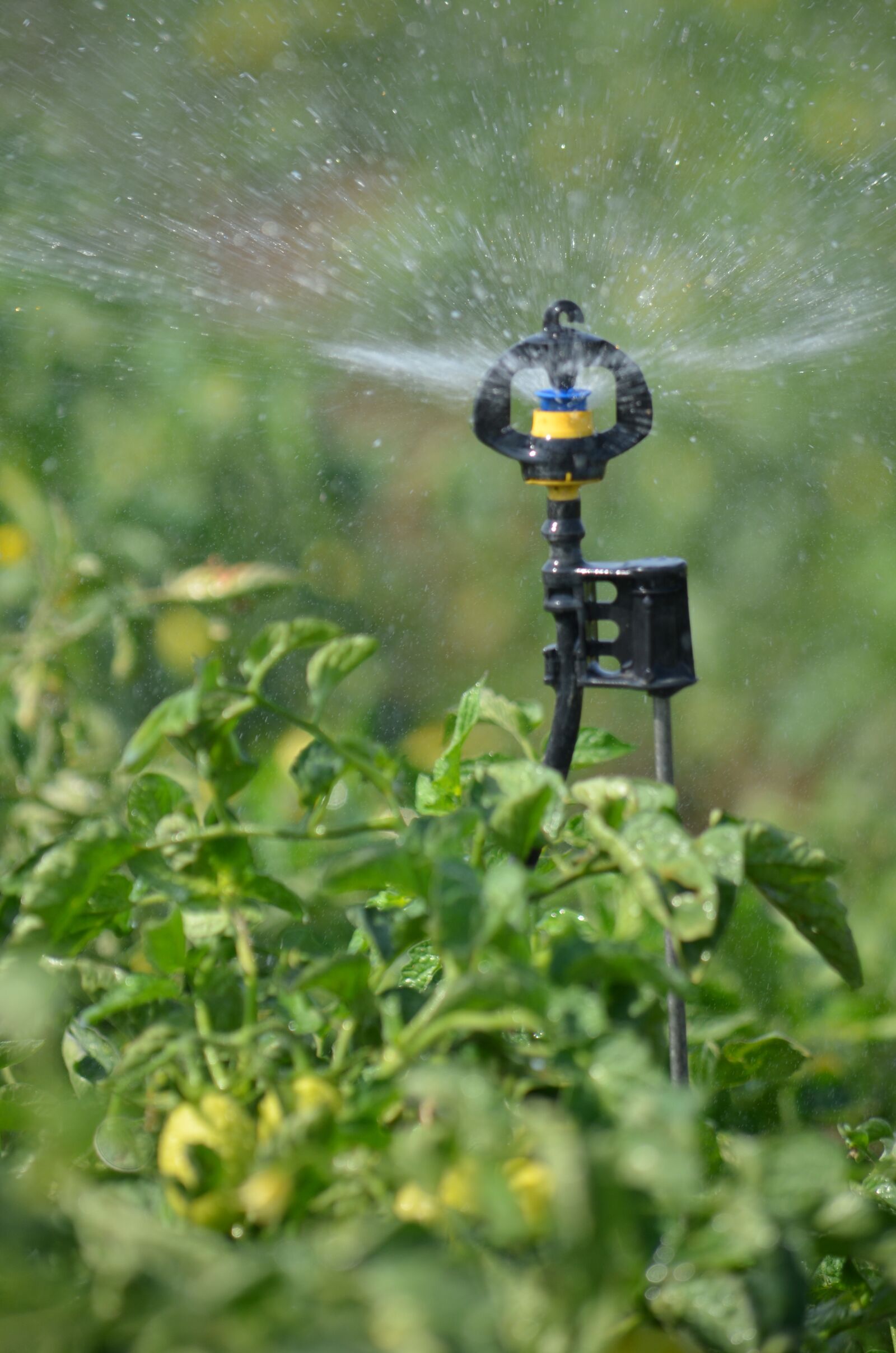 Nikon D5100 sample photo. Water, campus, irrigation photography