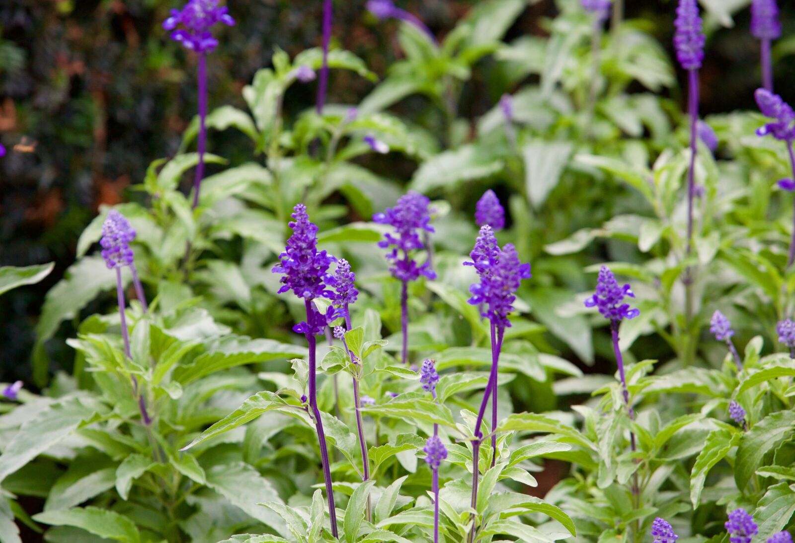 Canon EOS 5D Mark III sample photo. Purple flowers, garden, nature photography