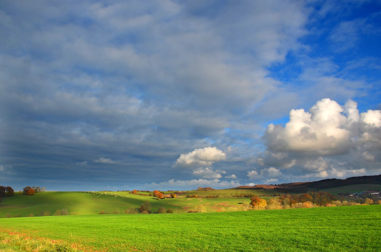 Nikon D5100 sample photo. Countryside, cow, pasture photography