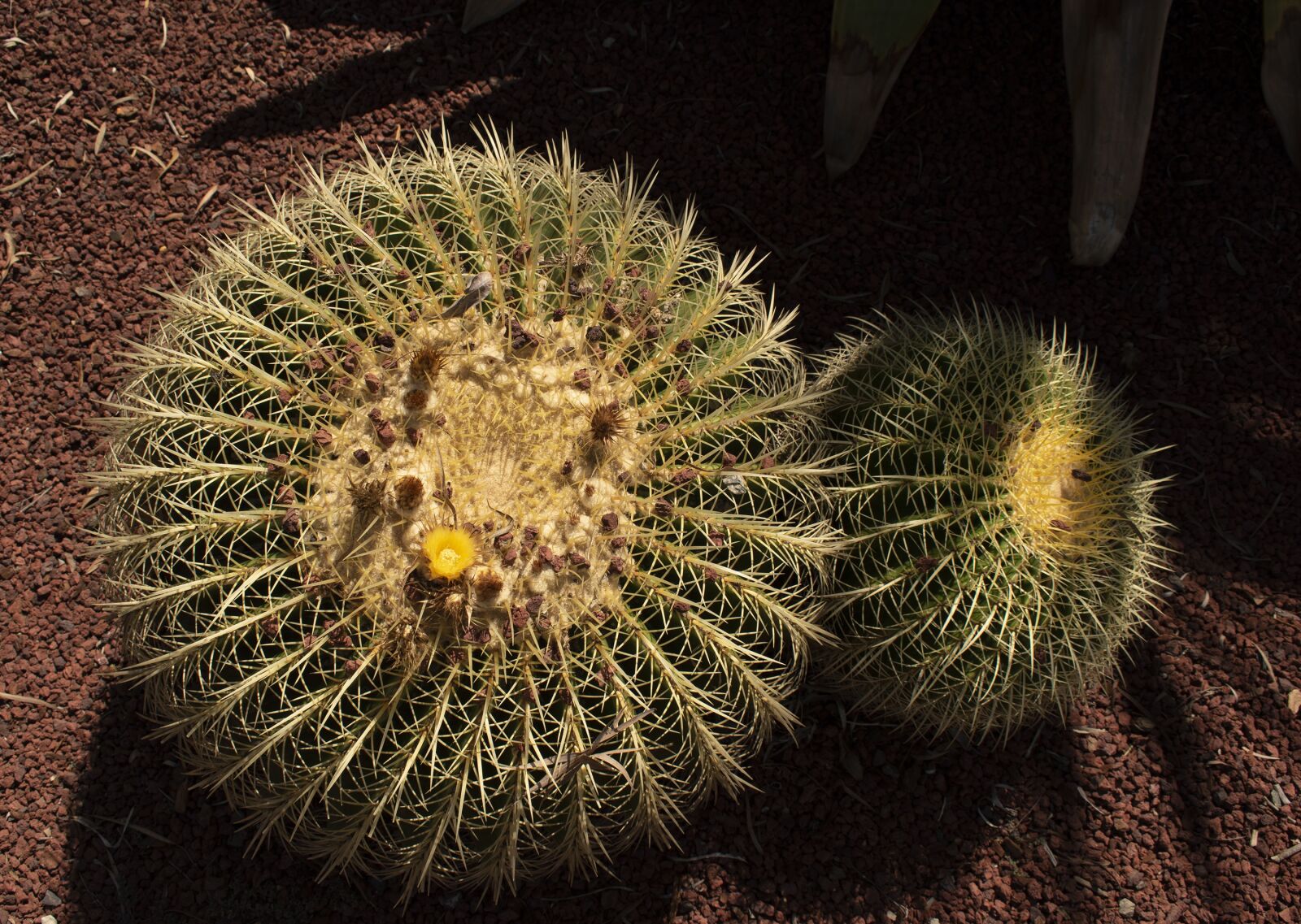 Nikon D5600 sample photo. Plants, garden, flower photography