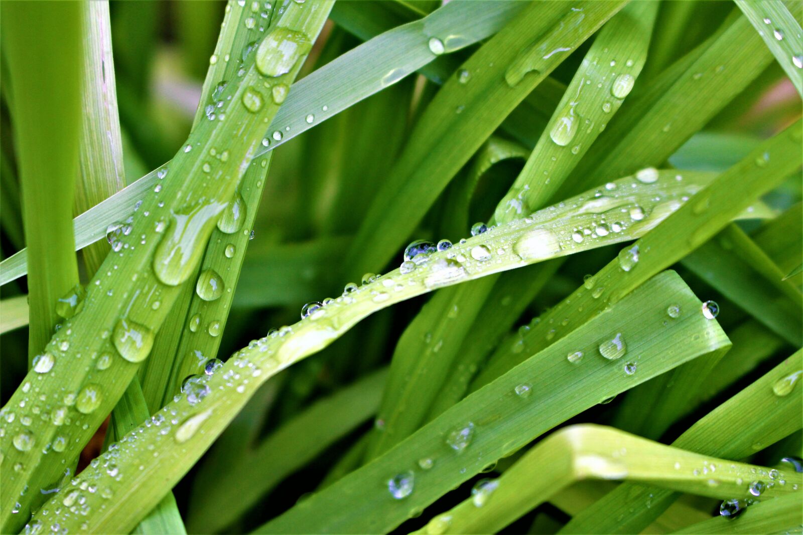Canon EOS 700D (EOS Rebel T5i / EOS Kiss X7i) sample photo. Water drops, grass, rain photography