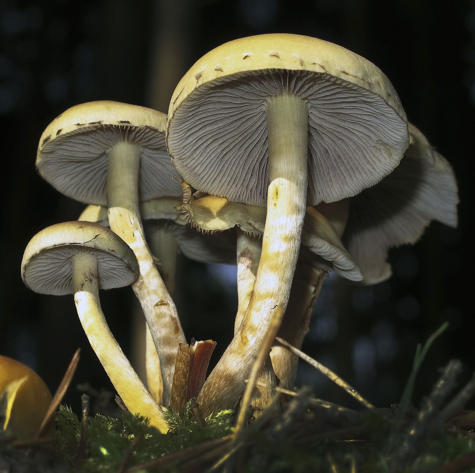 Canon PowerShot G12 sample photo. Mushrooms, lamellar, disc fungus photography
