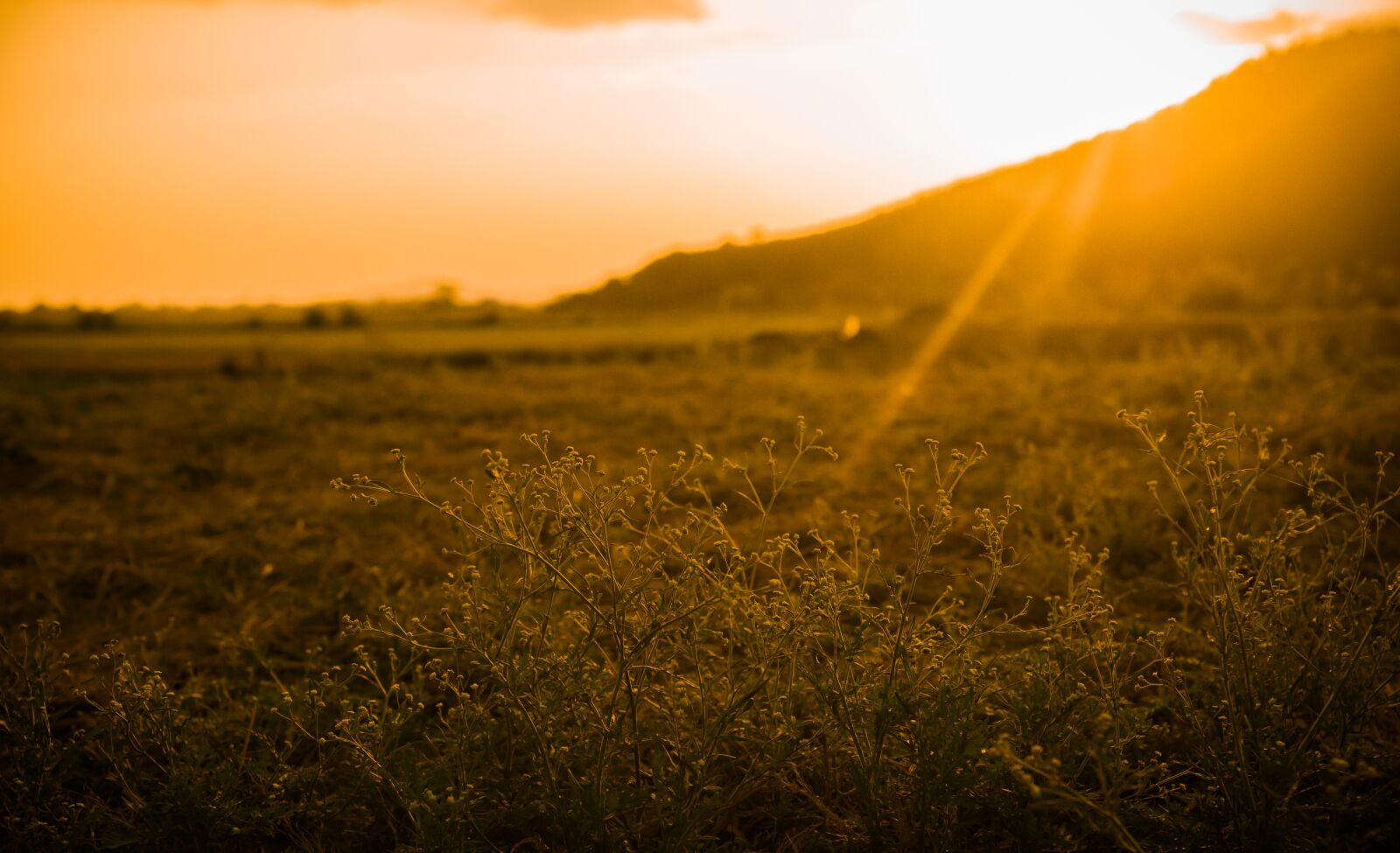 Nikon D700 sample photo. Flower, grass may, the photography