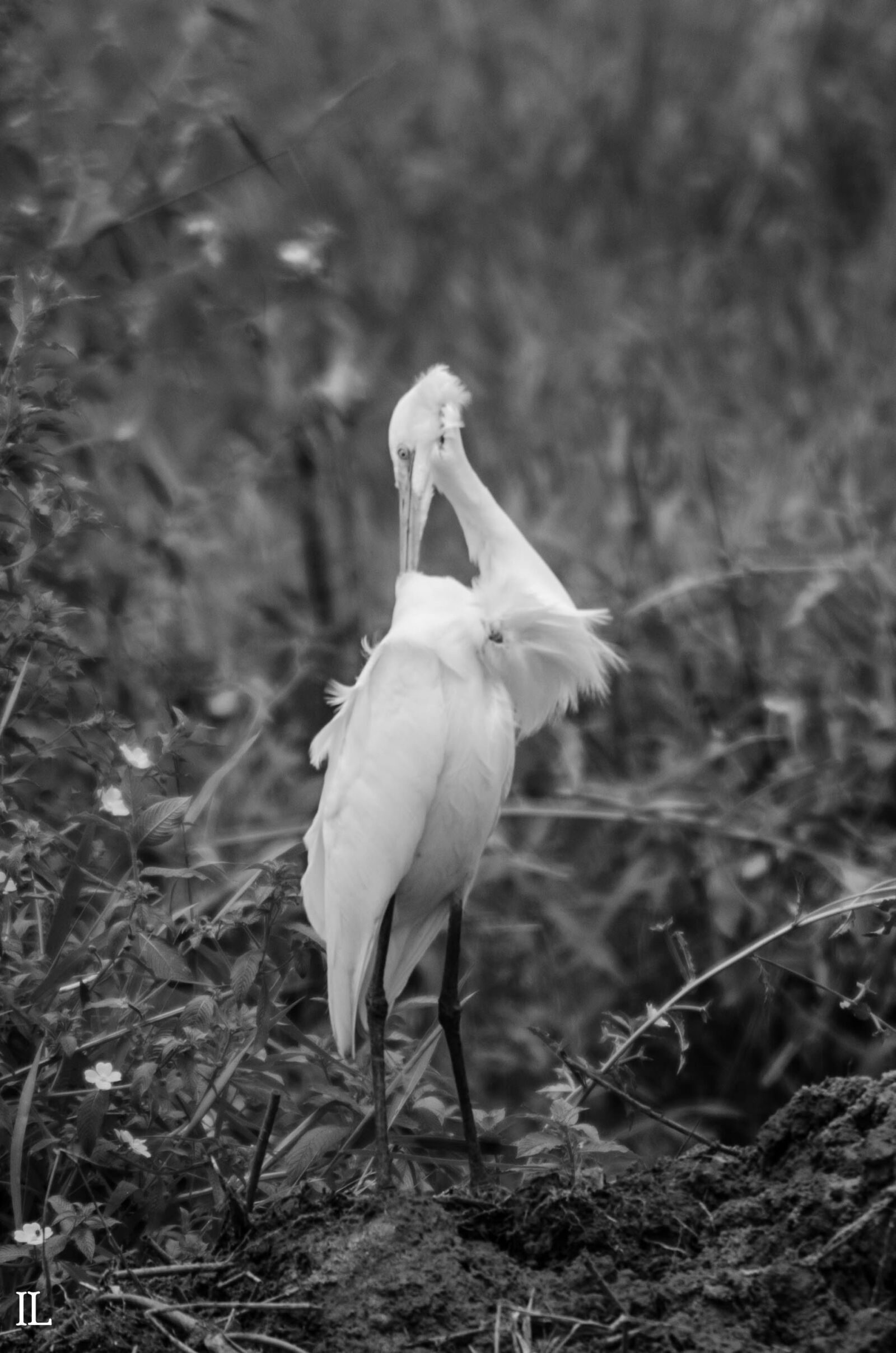 Tamron SP 70-300mm F4-5.6 Di VC USD sample photo. Black, and, white, egret photography