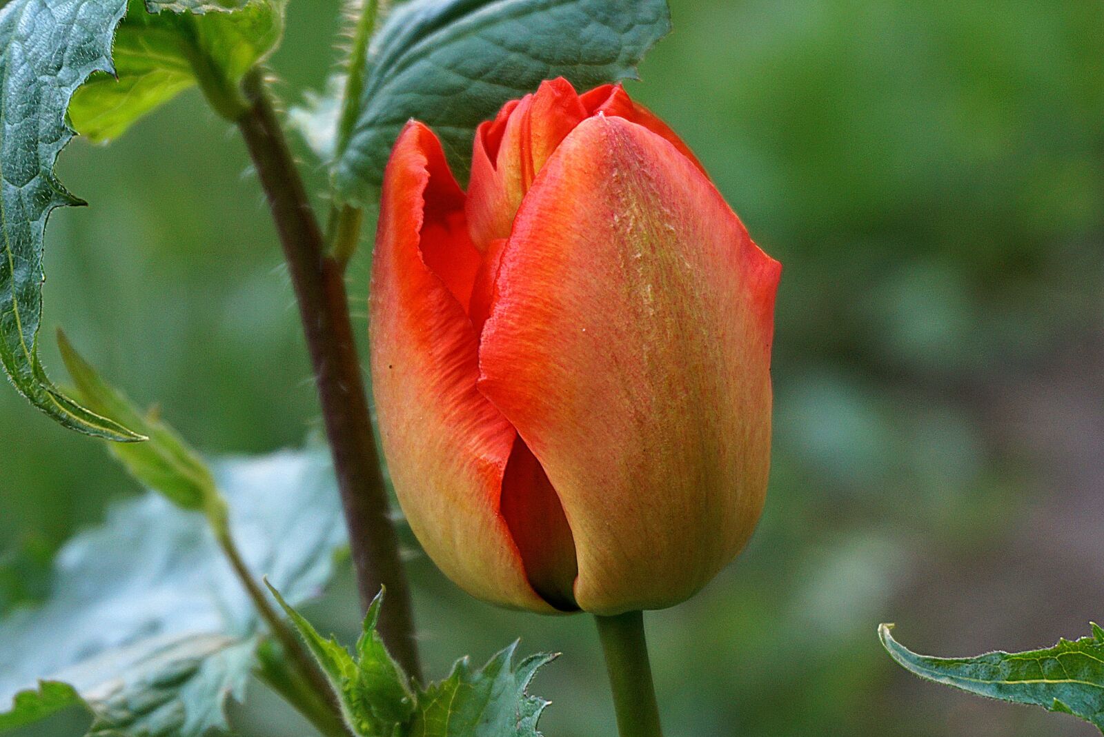 Sony a6000 sample photo. Tulip, flower, nature photography