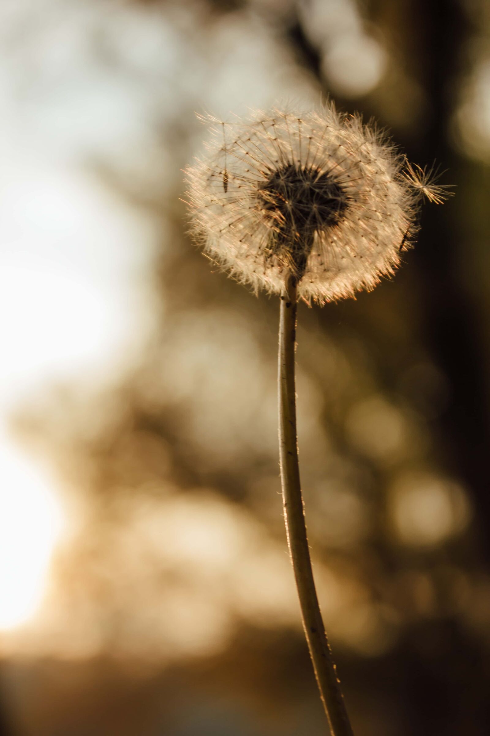 Canon EF-S 18-55mm F3.5-5.6 IS sample photo. Dandelion, botany, stem, backlight photography