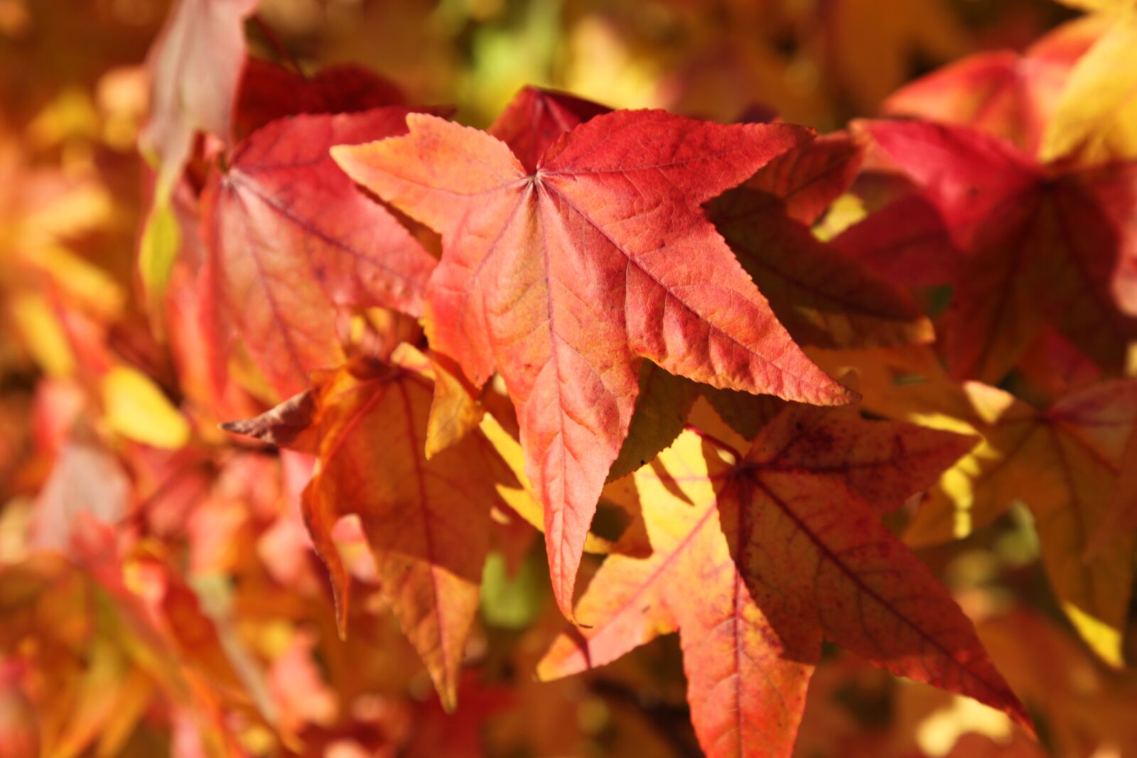 Canon EOS 5D Mark II sample photo. Maple, leaf, fall photography