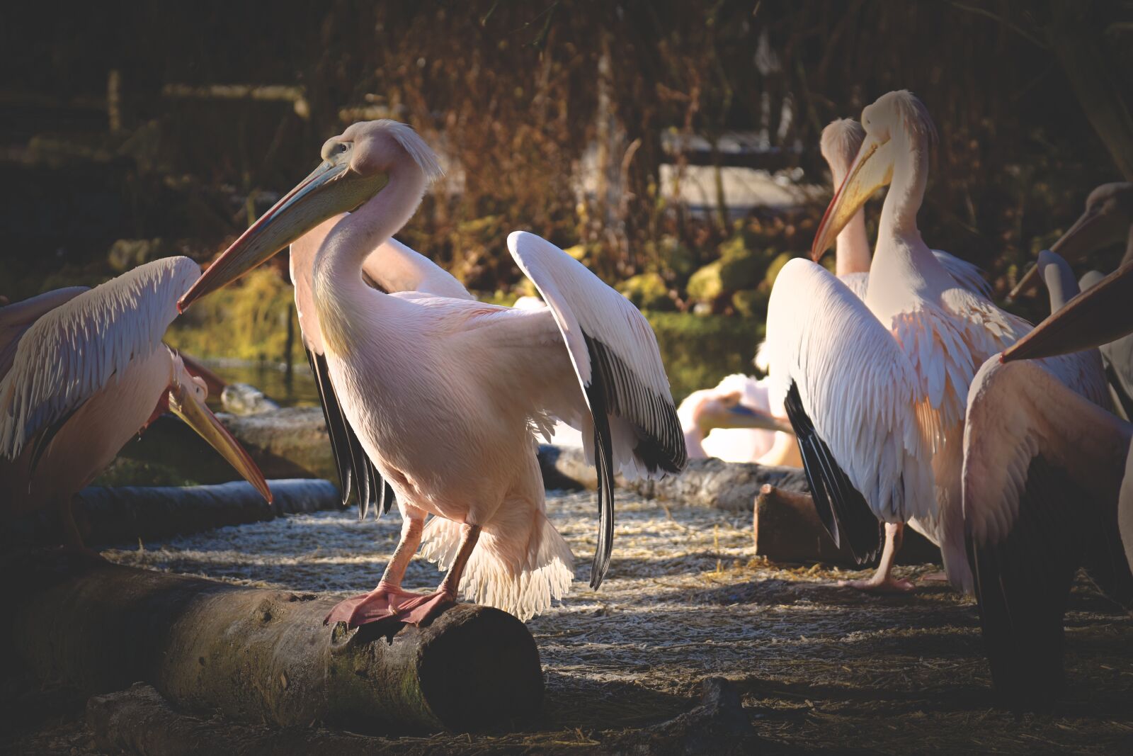 Nikon D7200 sample photo. Pelikan, bird, bill photography