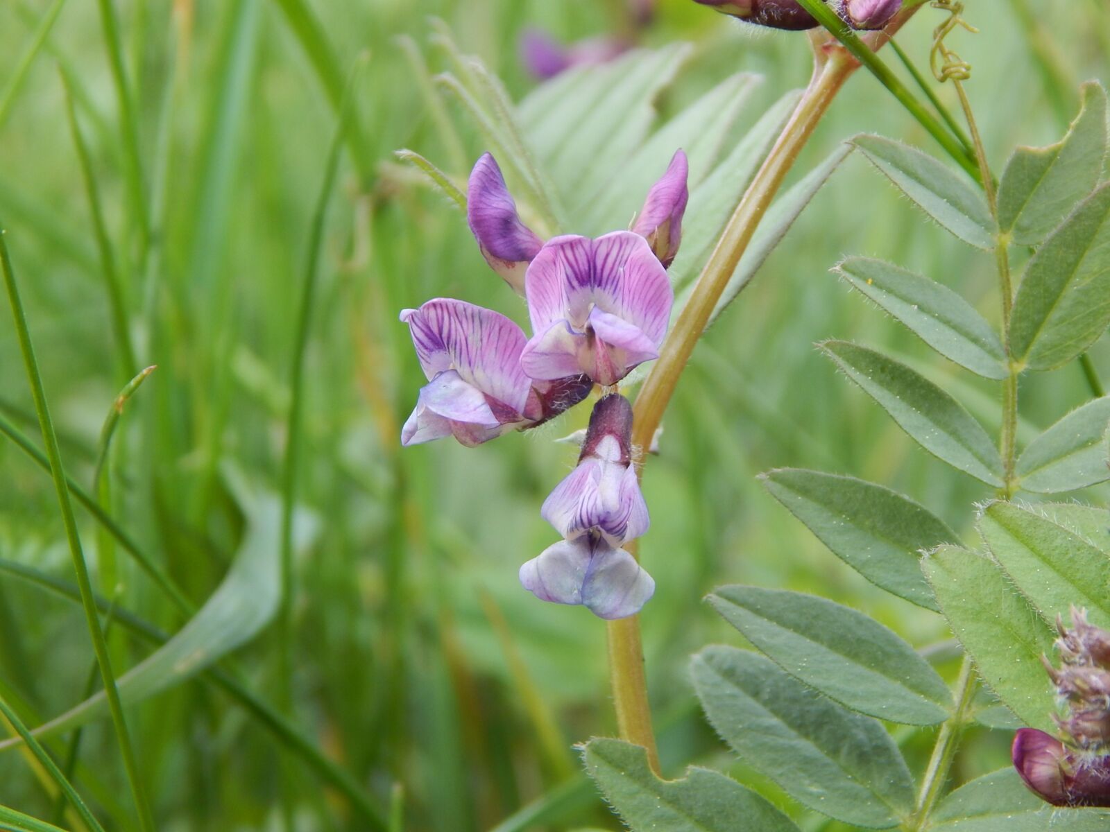 Nikon Coolpix L830 sample photo. Wild flower, purple, close photography