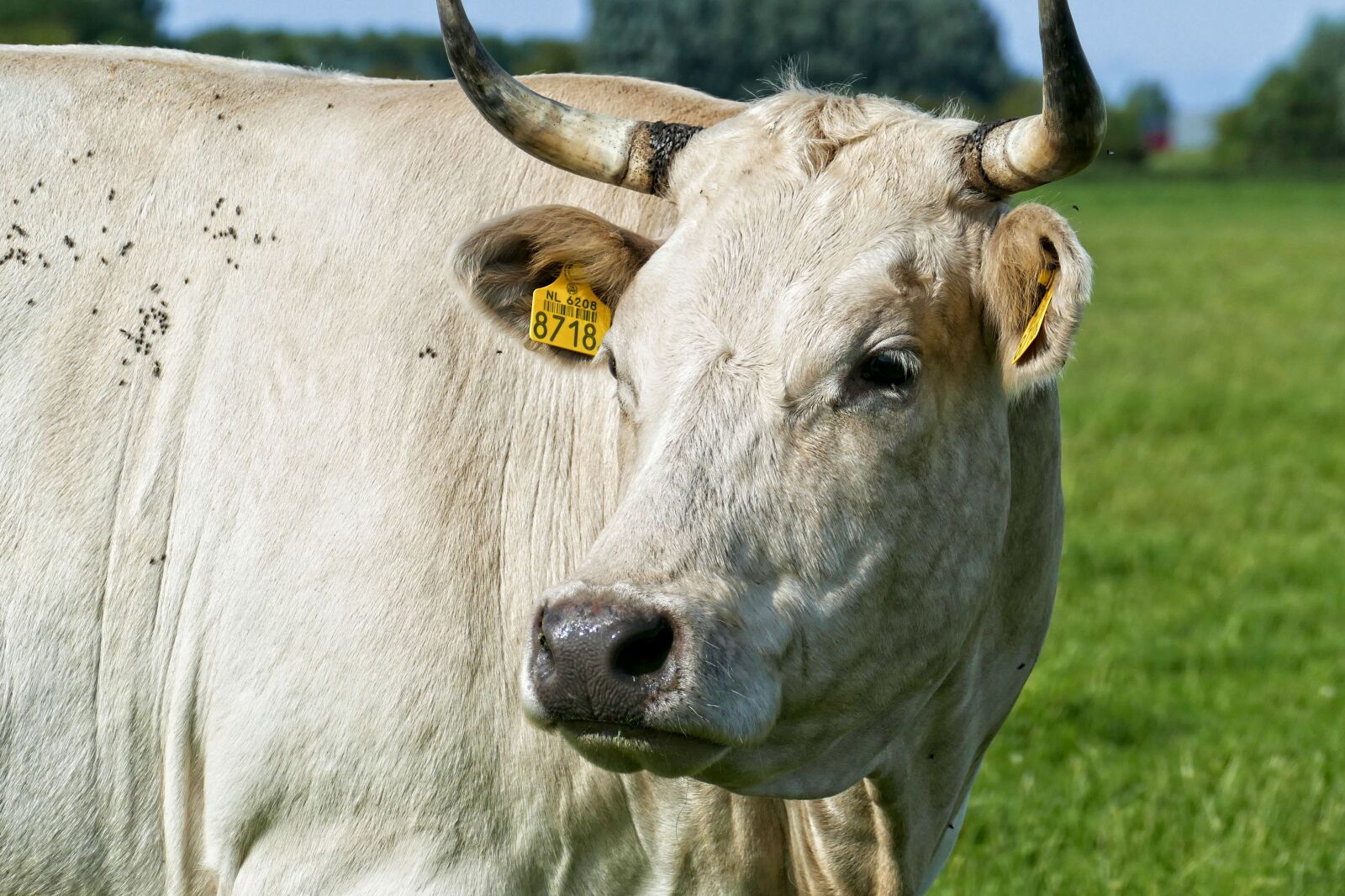 Panasonic Lumix DMC-FZ1000 sample photo. Cow, cows, cattle photography