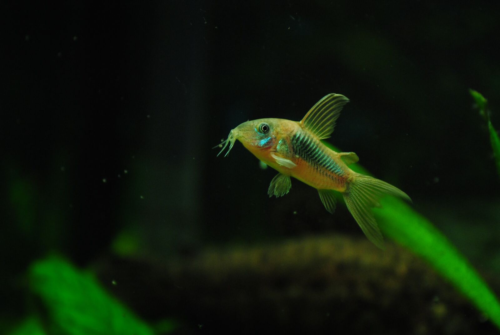 Nikon D3000 sample photo. Aquarium, catfish, speckled photography