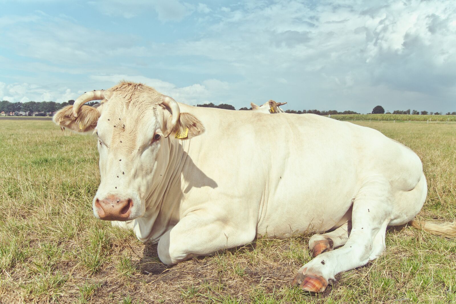10-20mm F3.5 sample photo. Cow, animal, cattle photography
