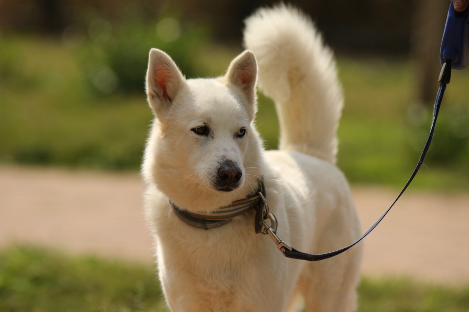 Canon EOS 7D Mark II sample photo. Dog, breed, siberian husky photography
