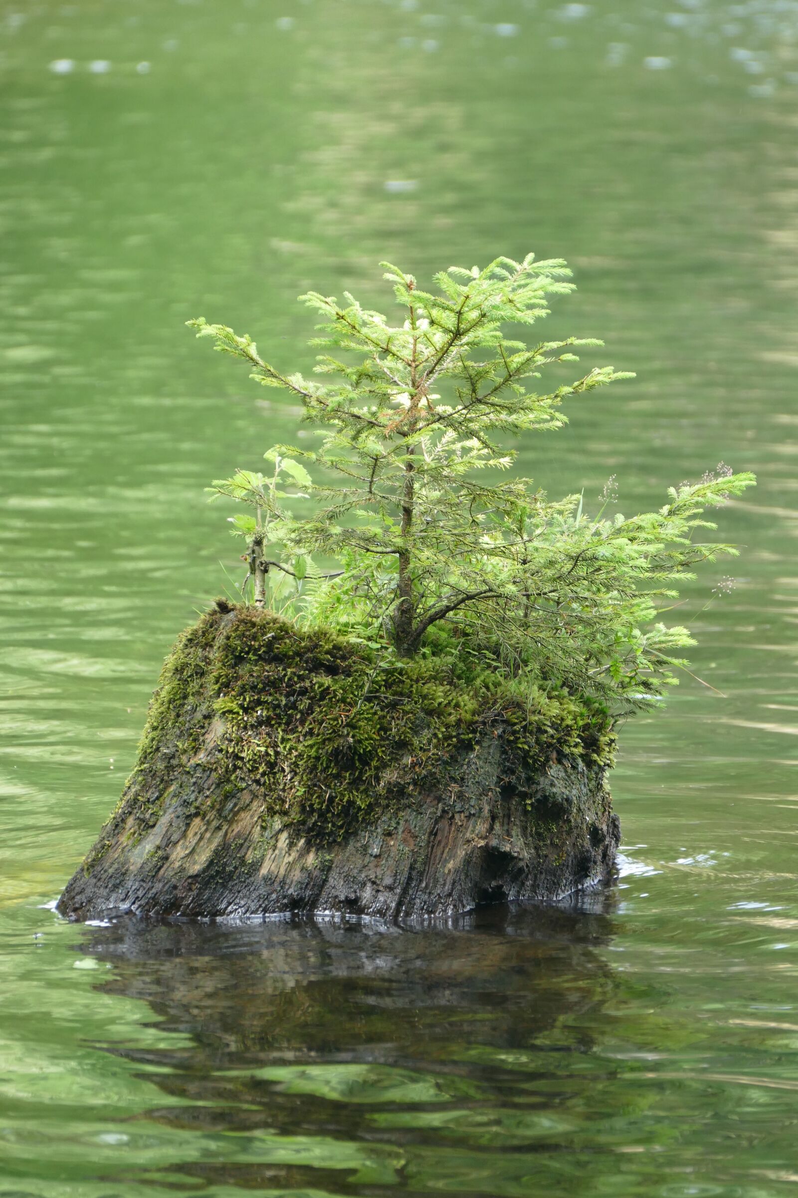 Panasonic Lumix DMC-FZ1000 sample photo. Tree stump, water, pond photography