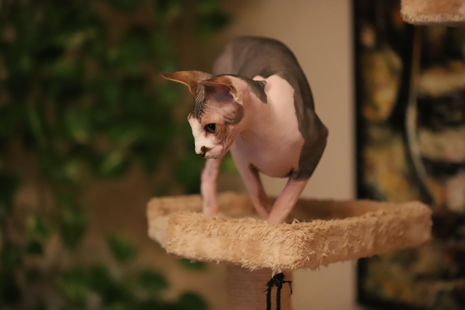 Canon EOS 6D Mark II sample photo. Cat, animals, nature photography