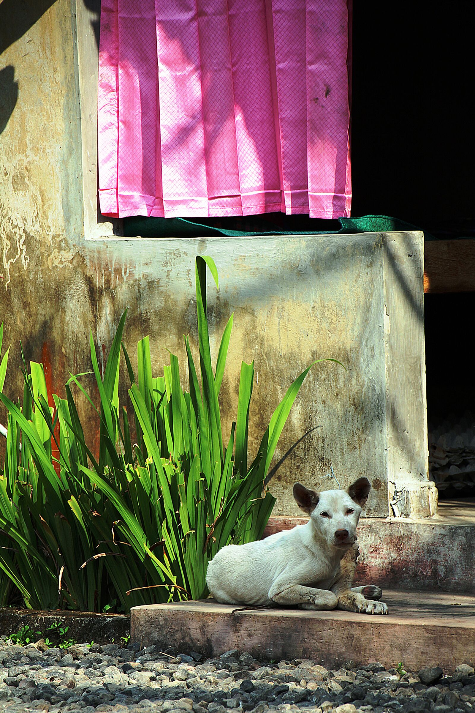 Canon EOS 700D (EOS Rebel T5i / EOS Kiss X7i) sample photo. Dog, portrait, mammal photography