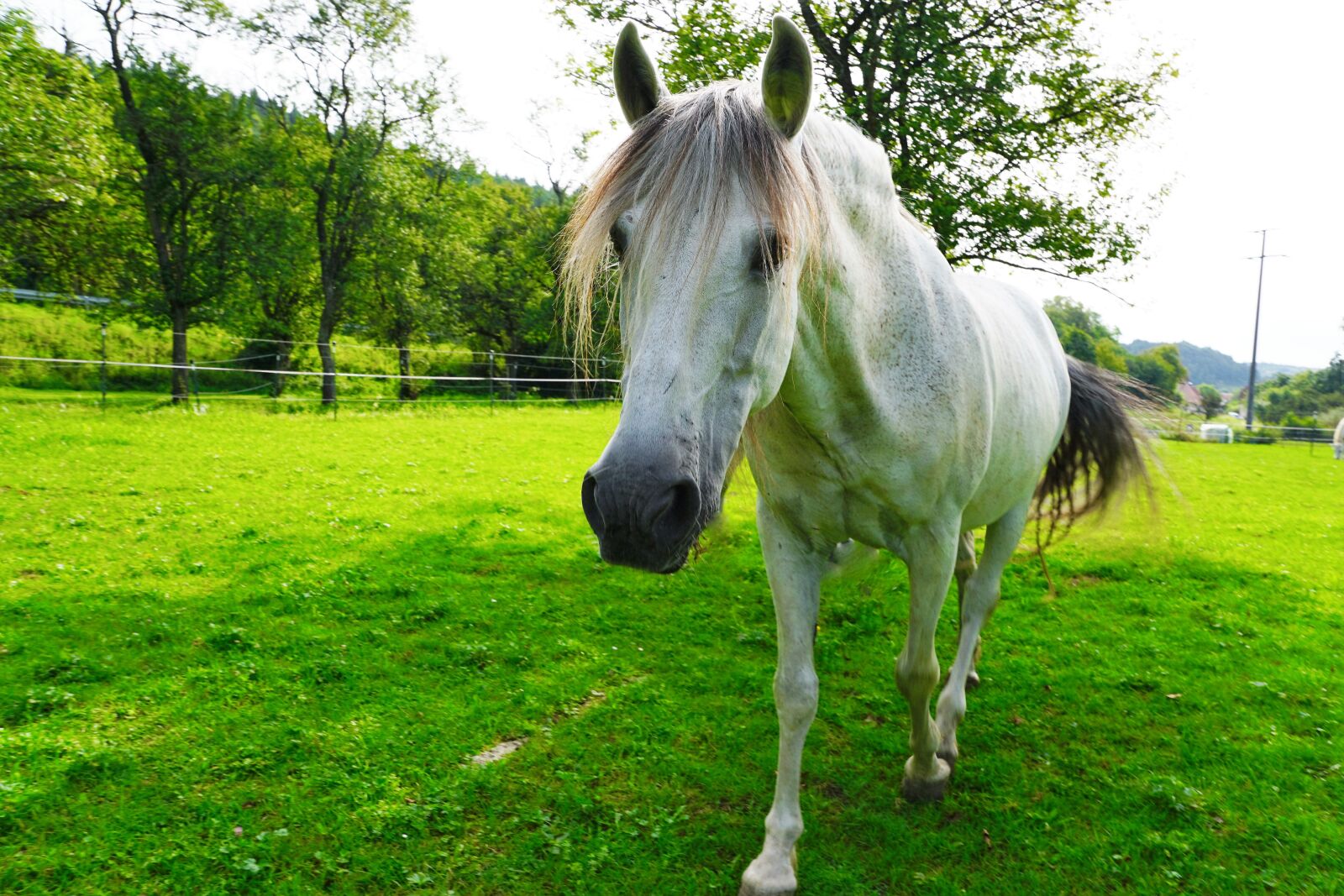 Sony ILCA-77M2 + Sony DT 16-50mm F2.8 SSM sample photo. Horse, white, mold photography