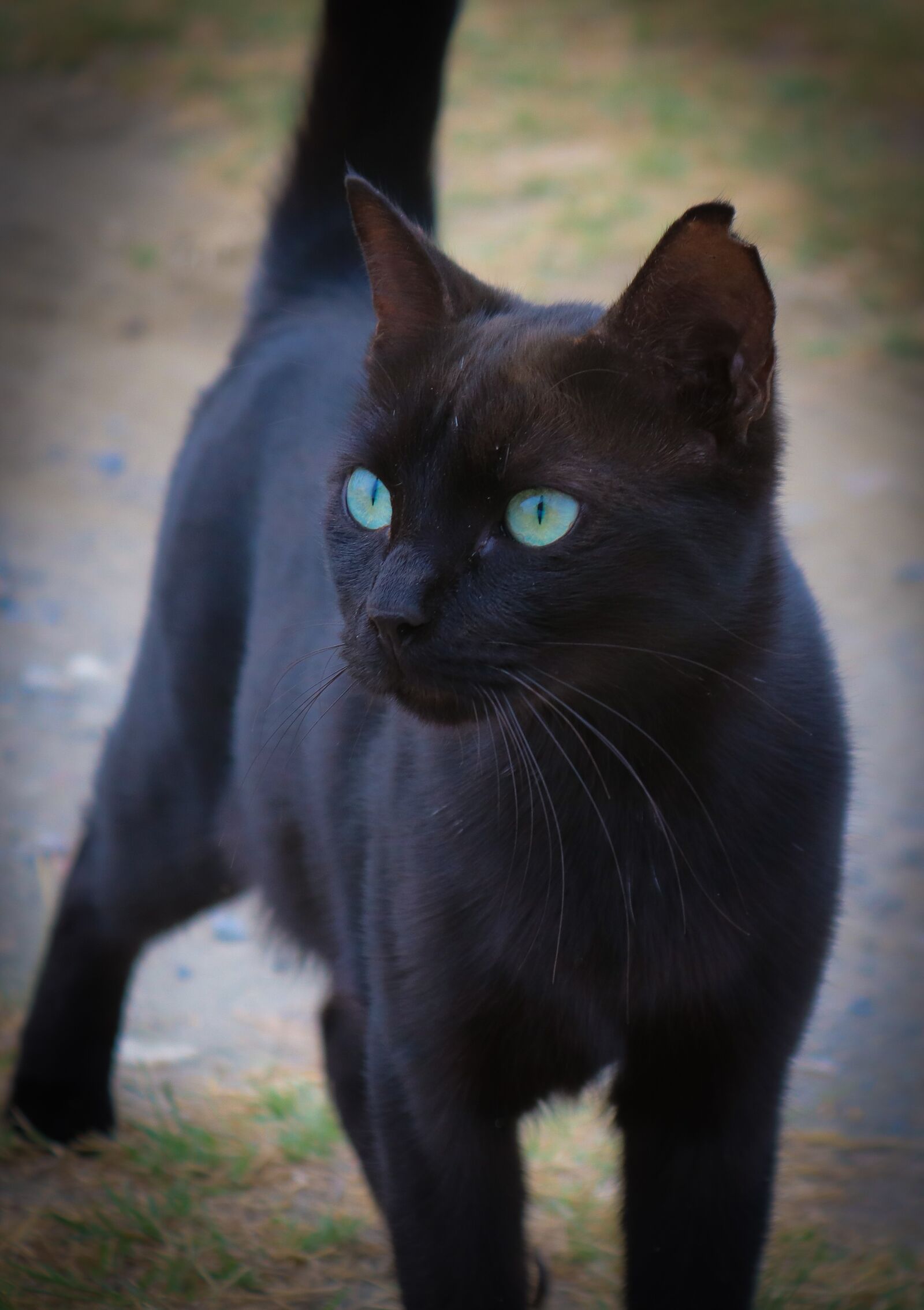 Canon EOS 200D (EOS Rebel SL2 / EOS Kiss X9) sample photo. Cat, animal, pet photography