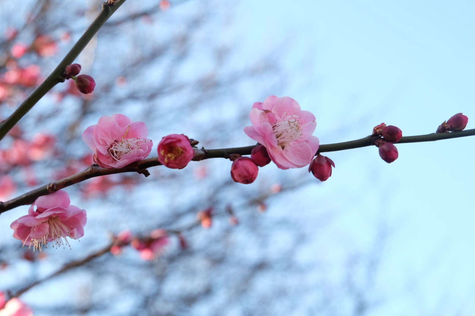 Fujifilm X-M1 sample photo