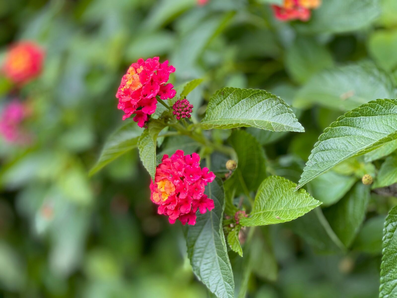 Apple iPhone 11 Pro Max sample photo. Flowers, iphone camera, green photography