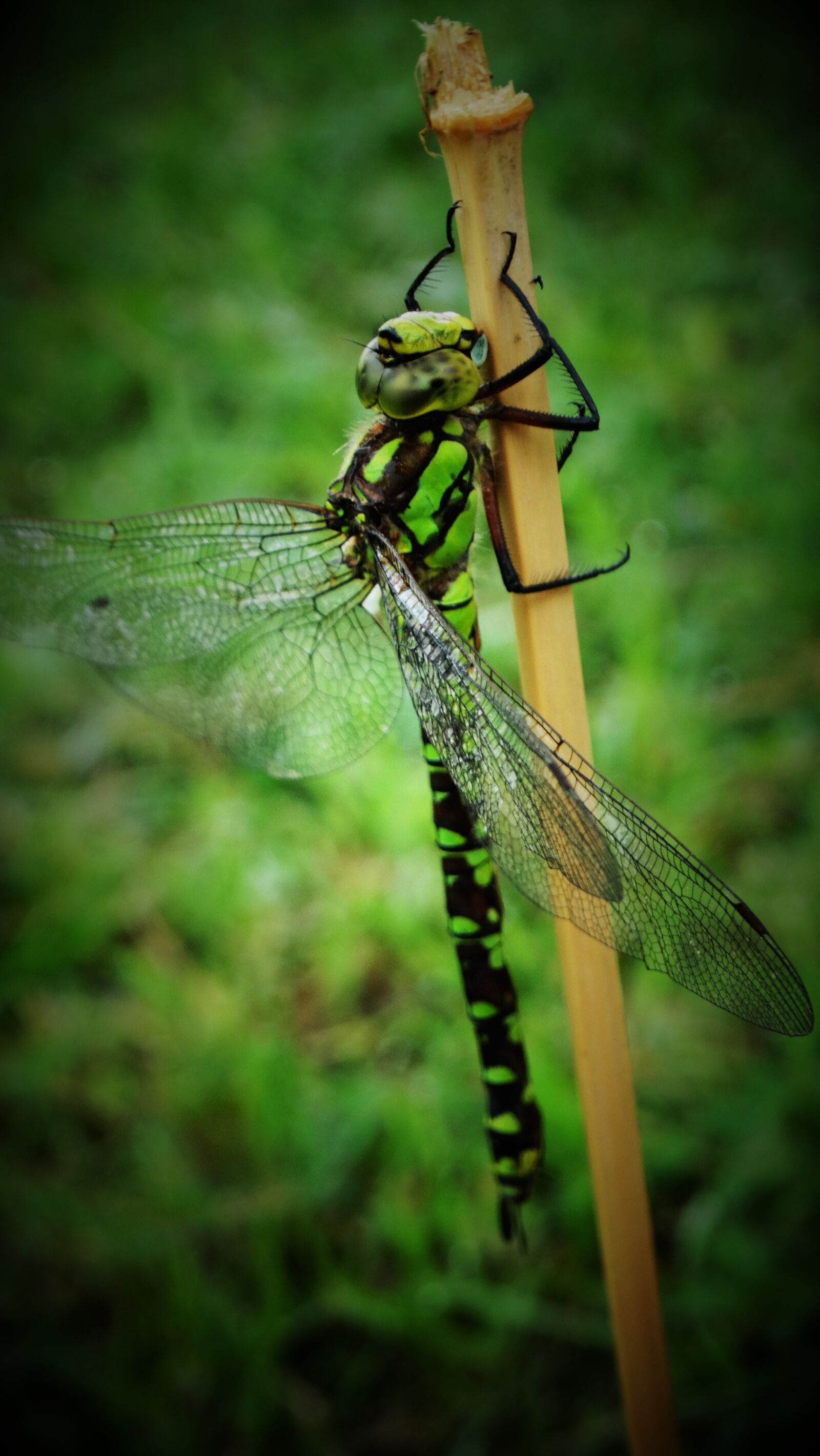 Sony Cyber-shot DSC-HX300 sample photo. Dragonfly, insect, wings photography