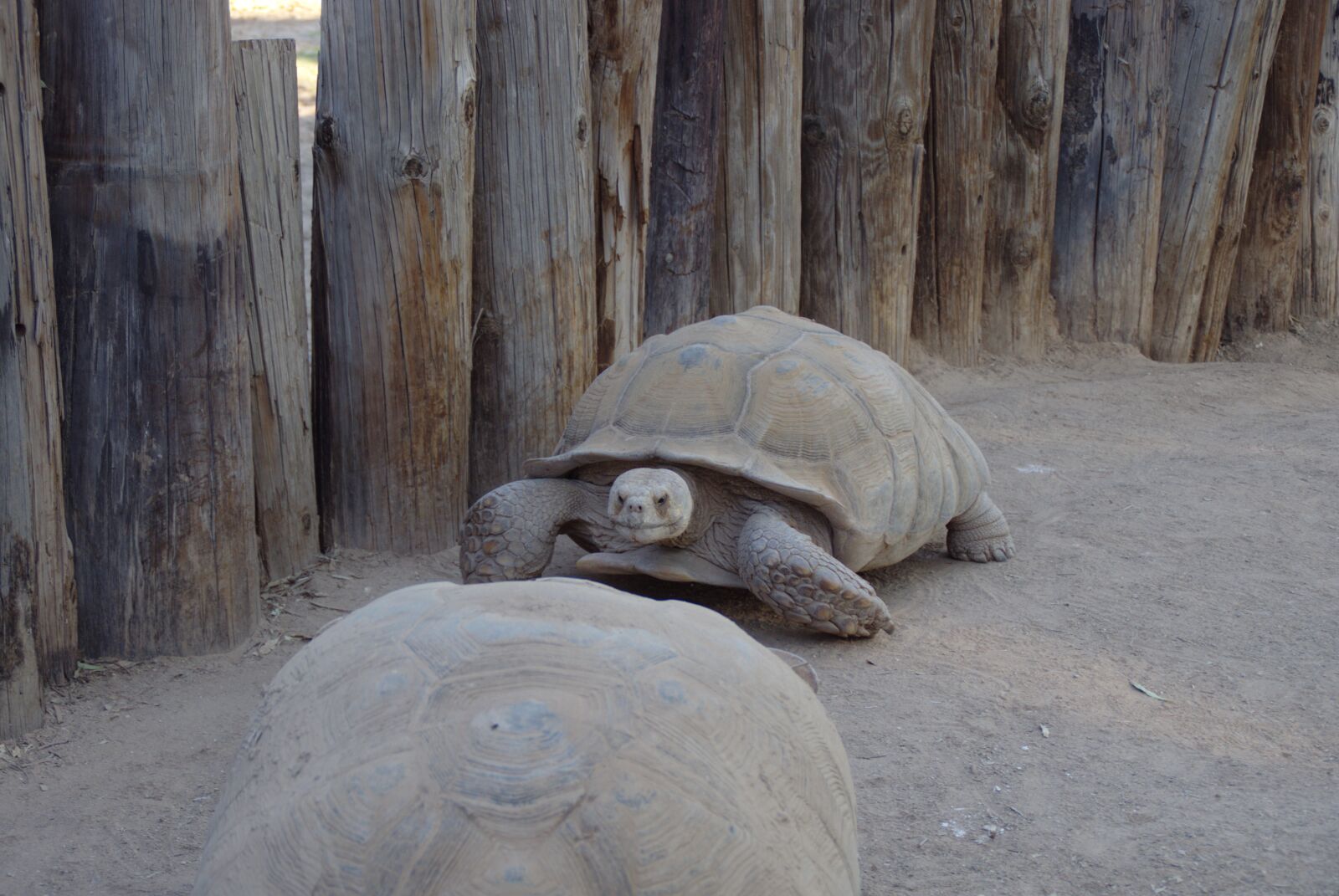 Pentax K-x sample photo. Tortoise, reptile, big and photography