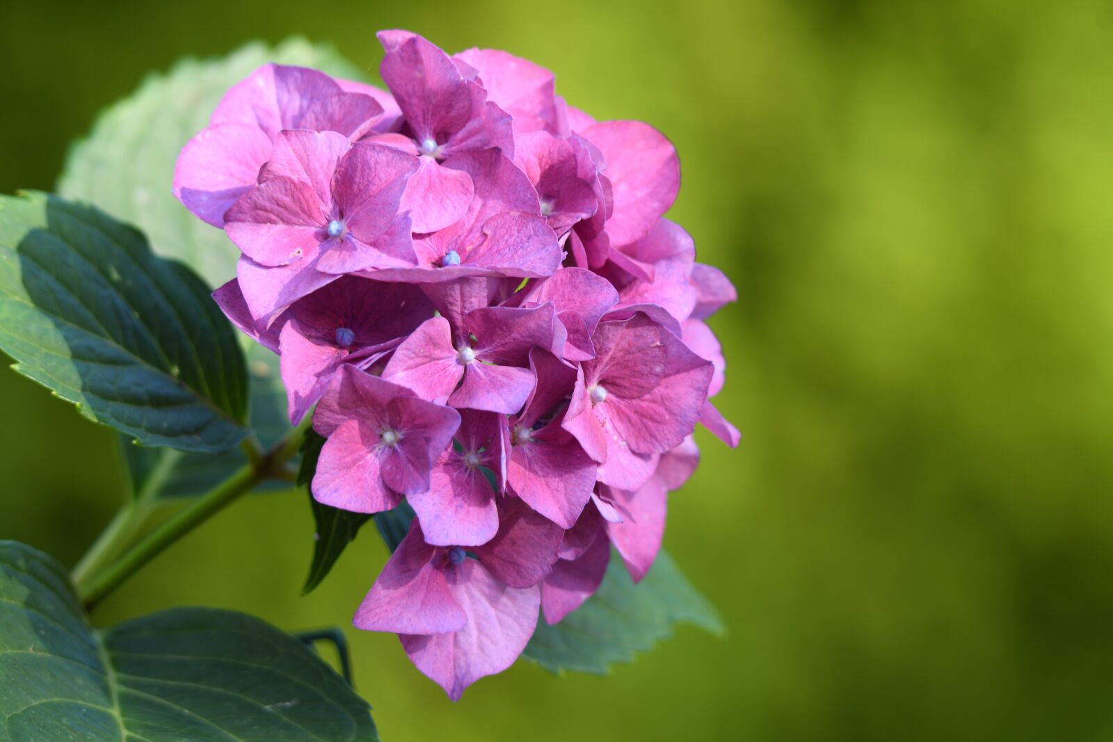 Nikon D500 sample photo. Hydrangea, purple flower, flower photography