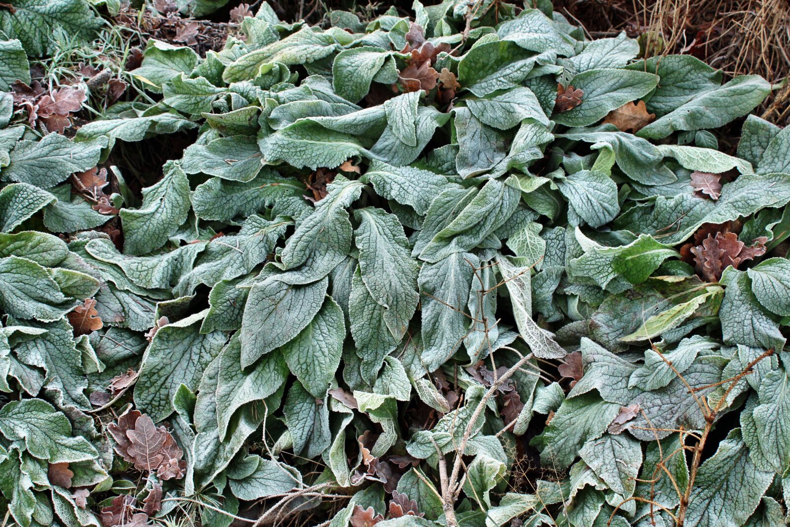 Canon EOS 700D (EOS Rebel T5i / EOS Kiss X7i) sample photo. Digitalis purpurea, thimble, hoarfrost photography