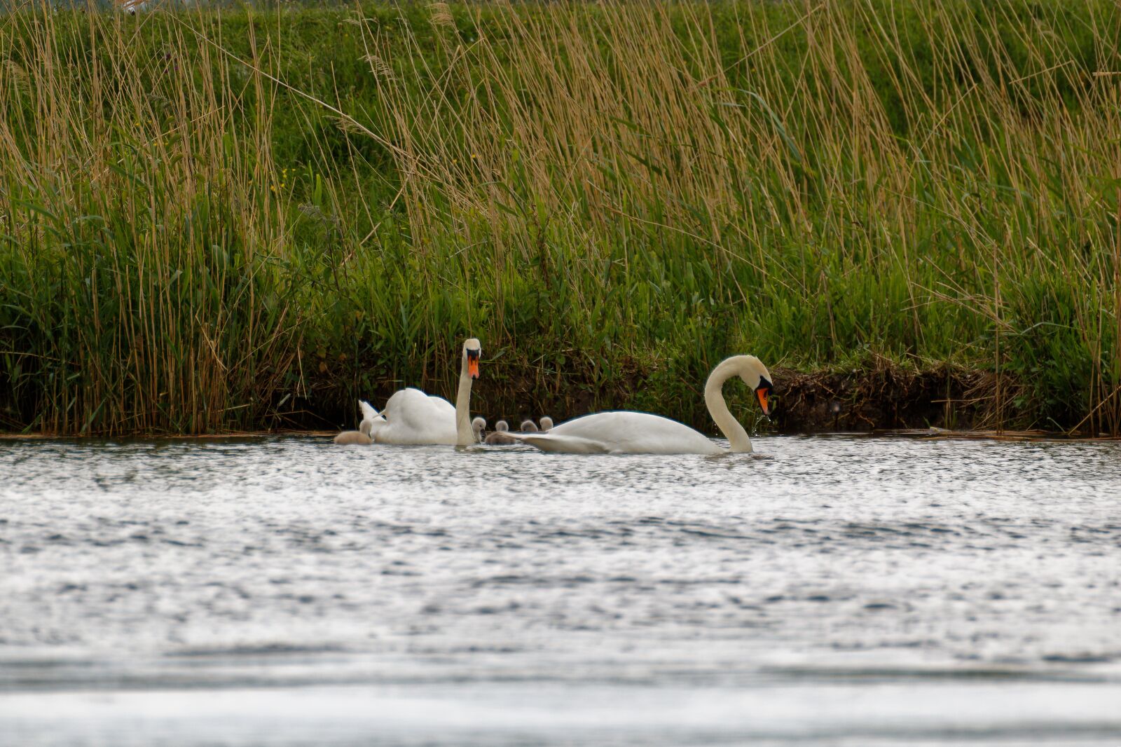Canon EOS 750D (EOS Rebel T6i / EOS Kiss X8i) sample photo. Swan, family, swans photography