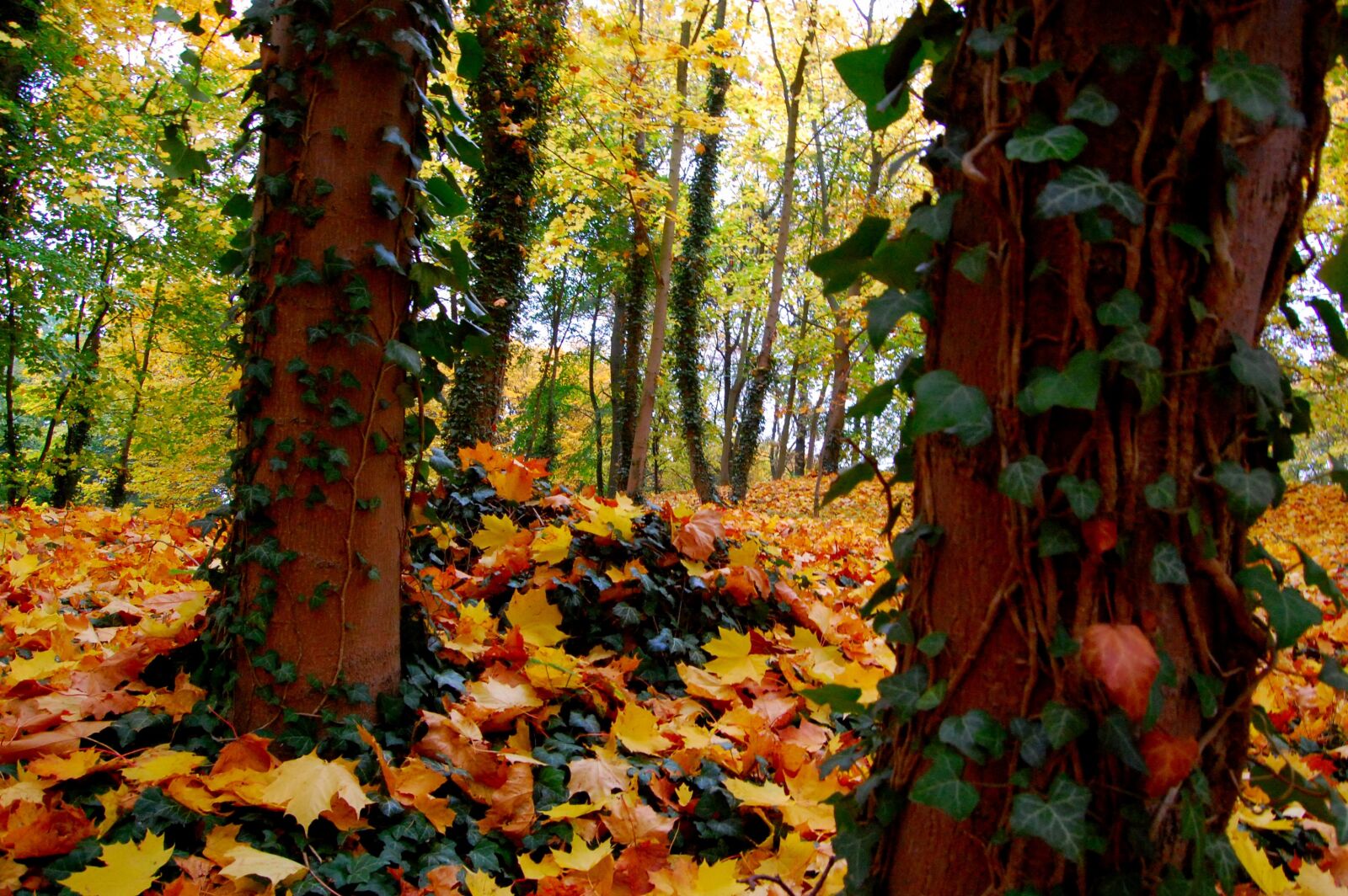 Nikon D40 sample photo. Leaf, autumn, wood photography
