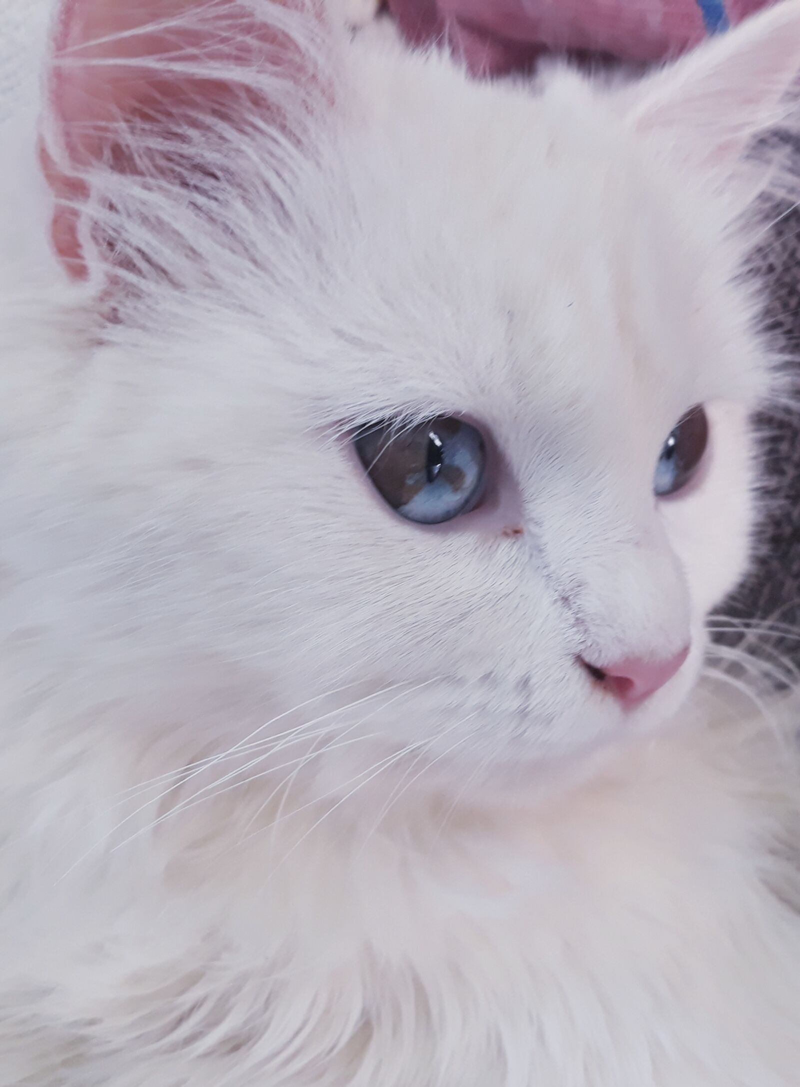 Samsung Galaxy J7 Pro sample photo. Cat, white, animals photography