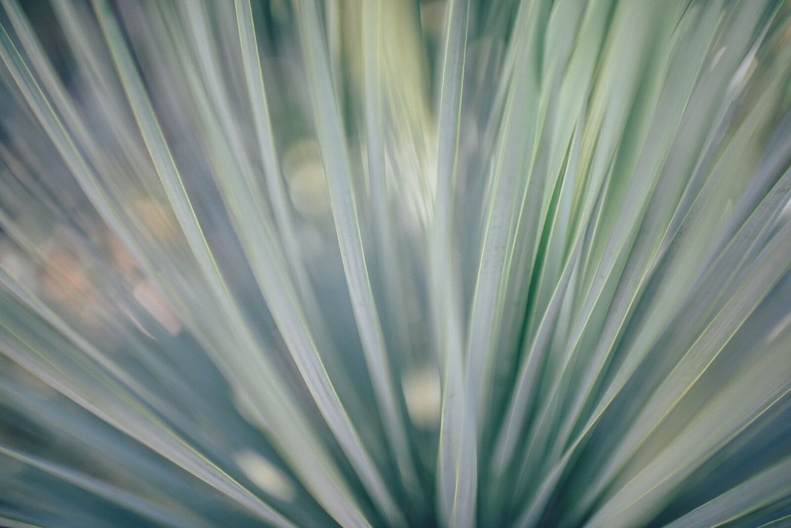 Nikon D610 sample photo. Abstract, blur, bright photography