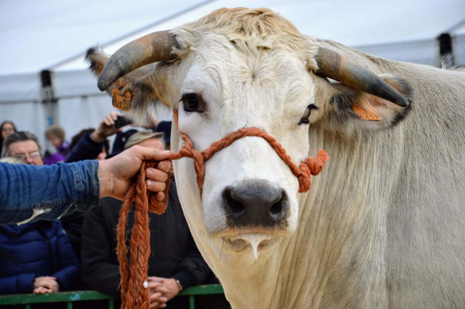 Nikon D3200 sample photo. Ox, moncalvo, monferrato photography