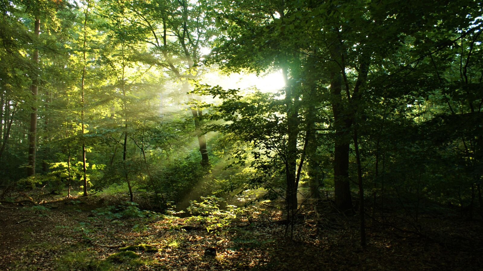 Sony Alpha DSLR-A350 sample photo. Mist, forest, sun rays photography