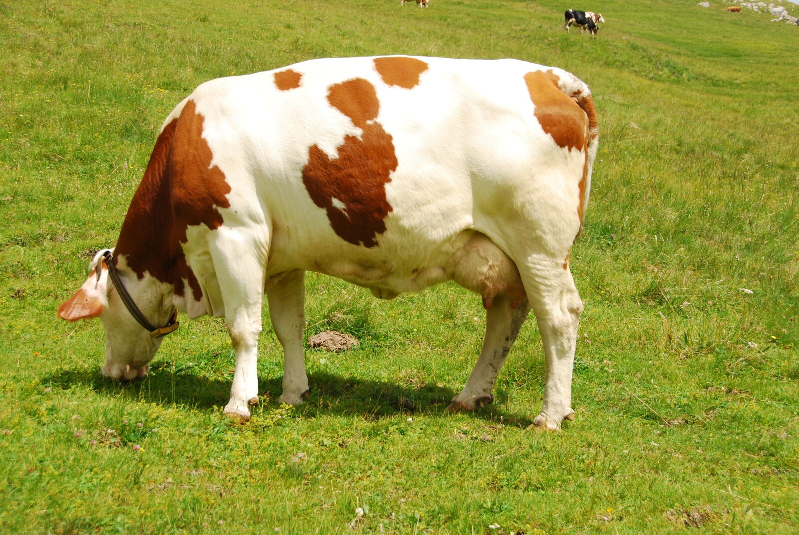 Nikon D80 sample photo. Cow, pasture, grass photography